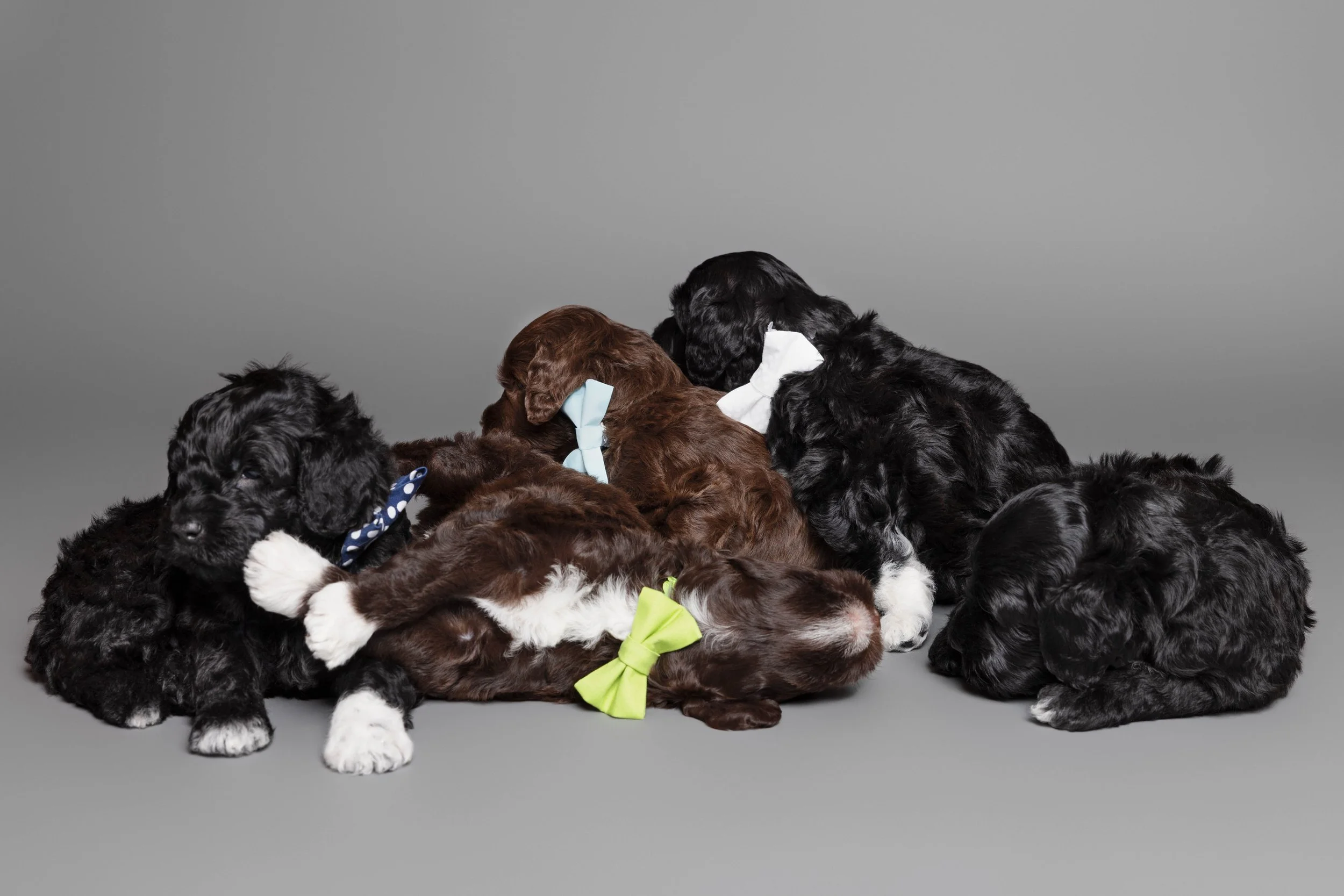 Puppies5Wks-151.jpg