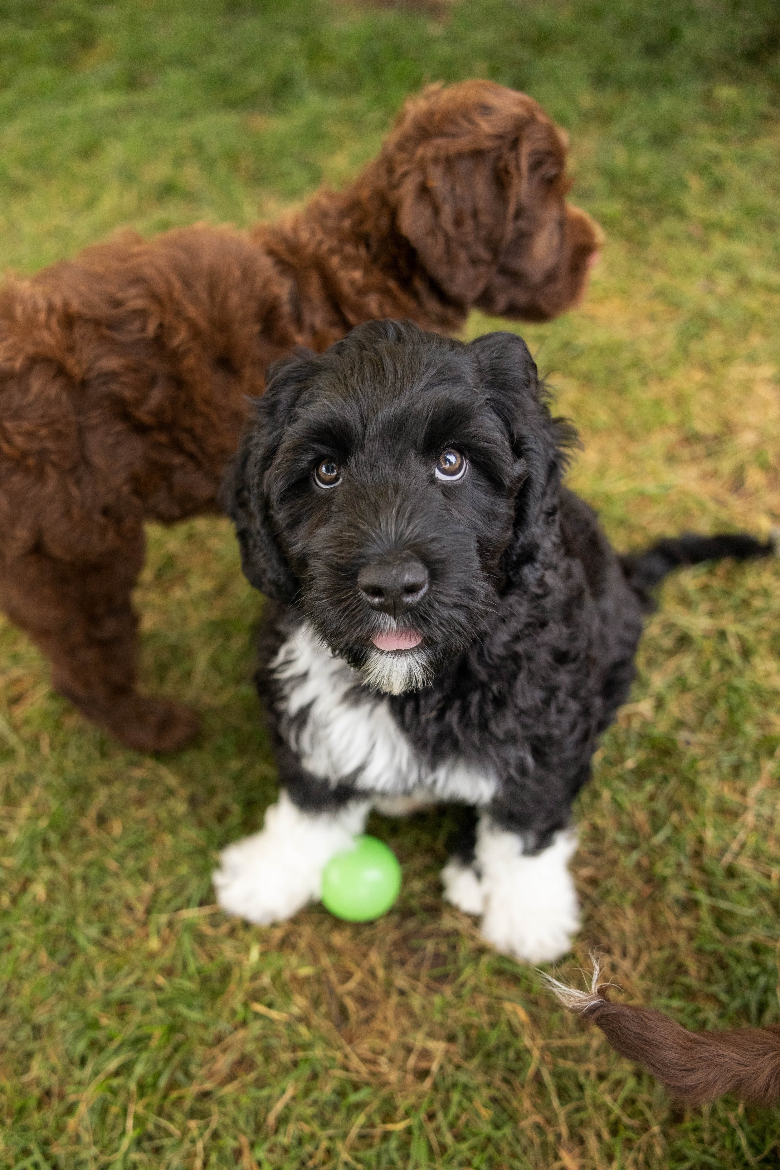 Puppies10Wks-140.jpg