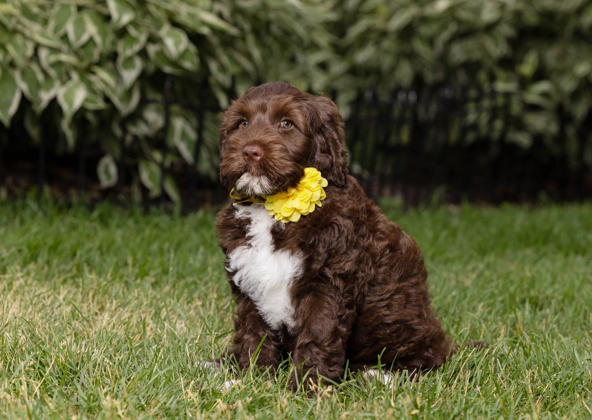 Puppies10Wks-055.jpg