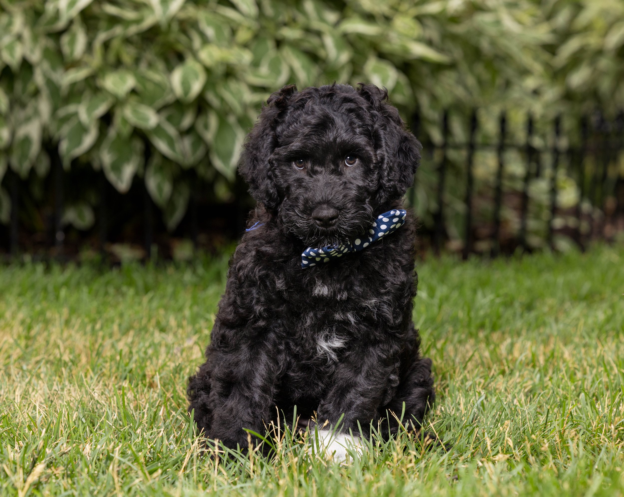 Puppies10Wks-021.jpg