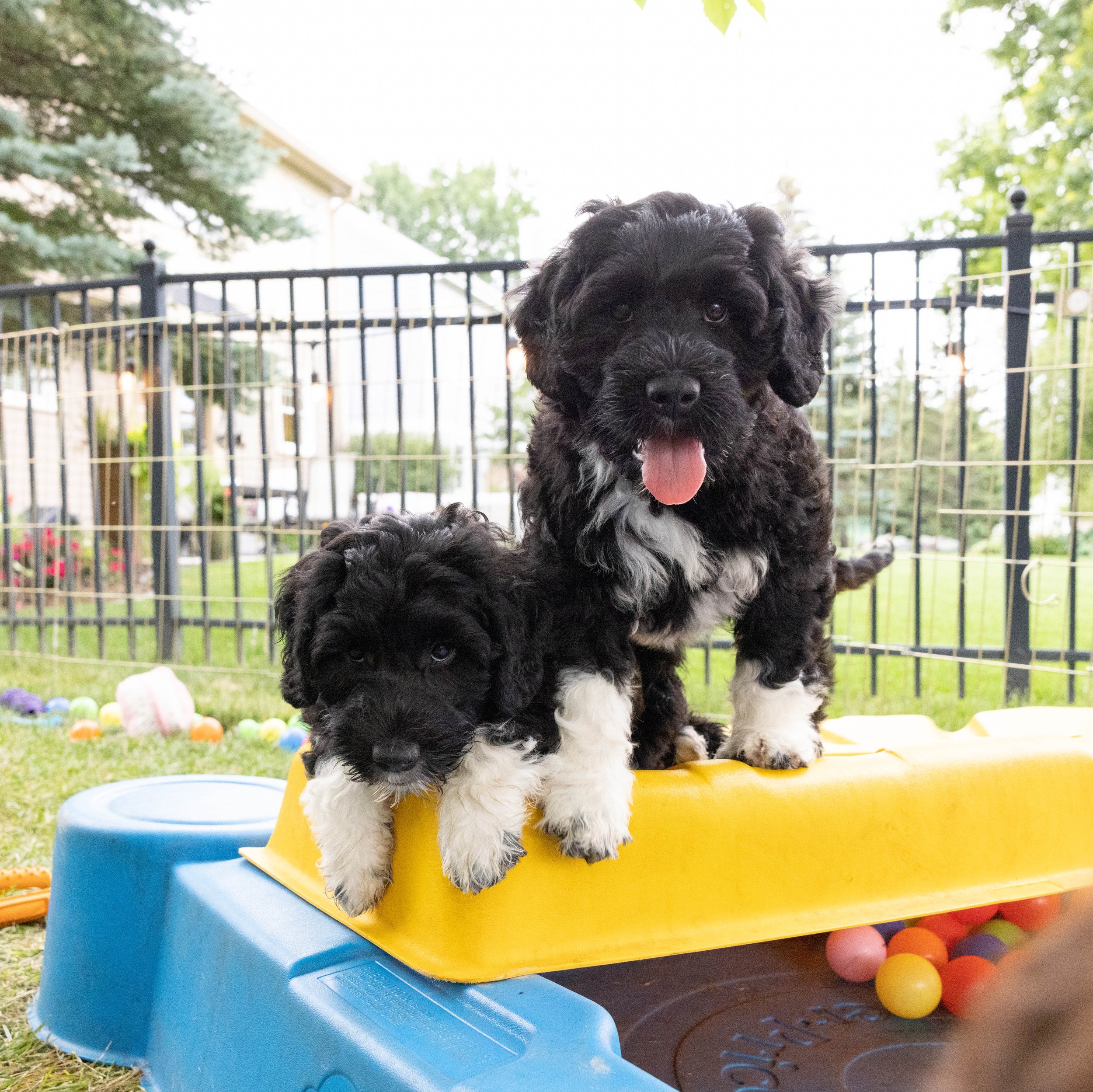 Puppies10Wks-117.jpg