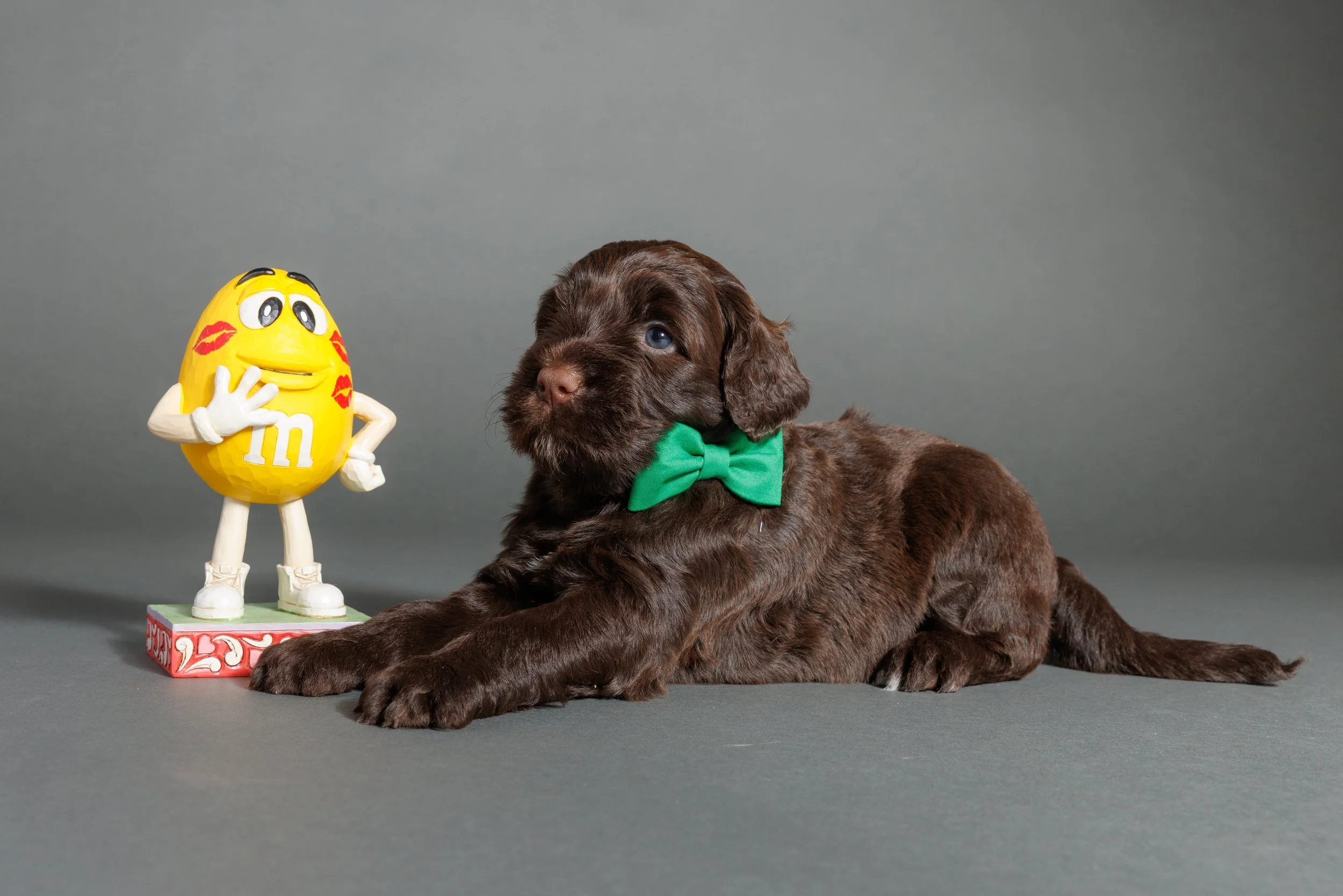 223-M-Litter-4wks, Maverick.jpg