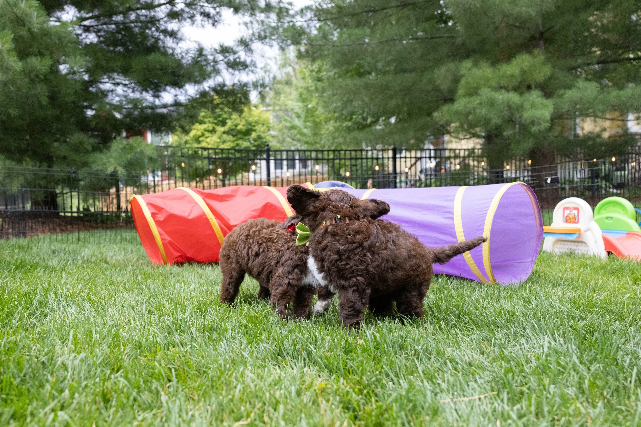 Puppies10Wks-061.jpg