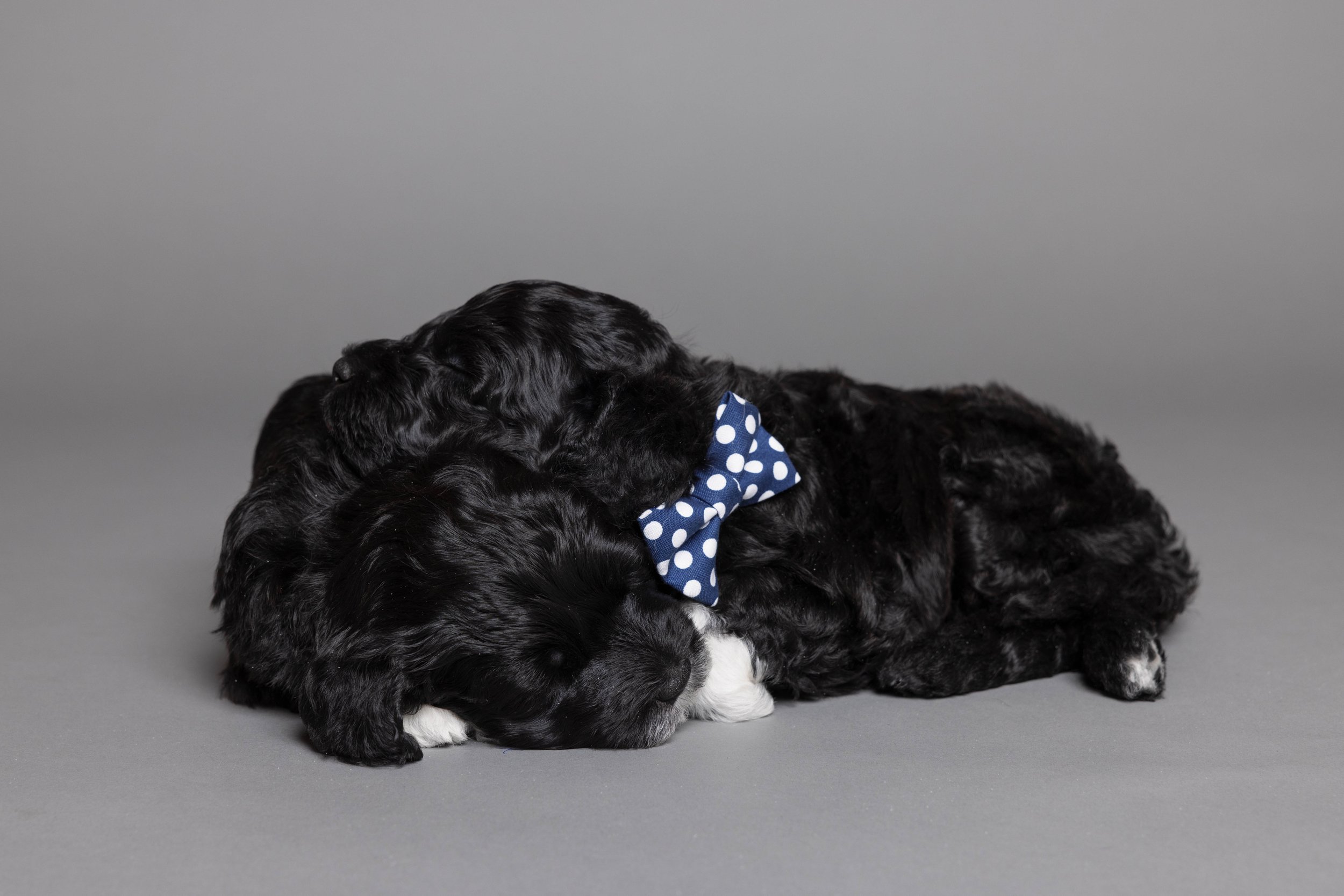 Puppies5Wks-119.jpg