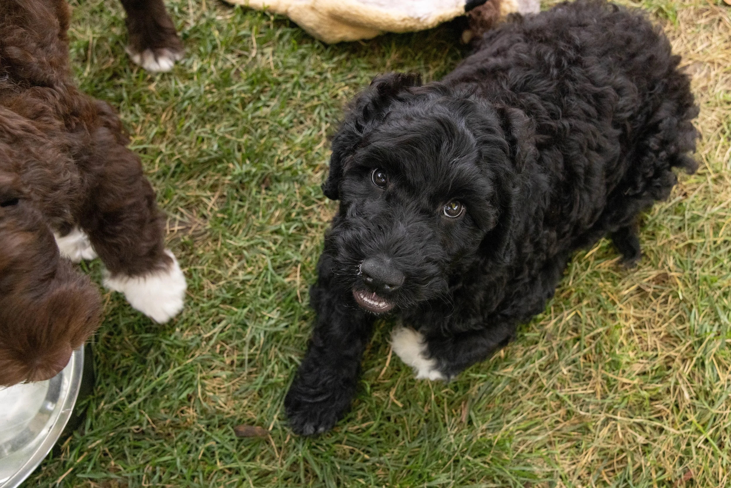 Puppies10Wks-118.jpg