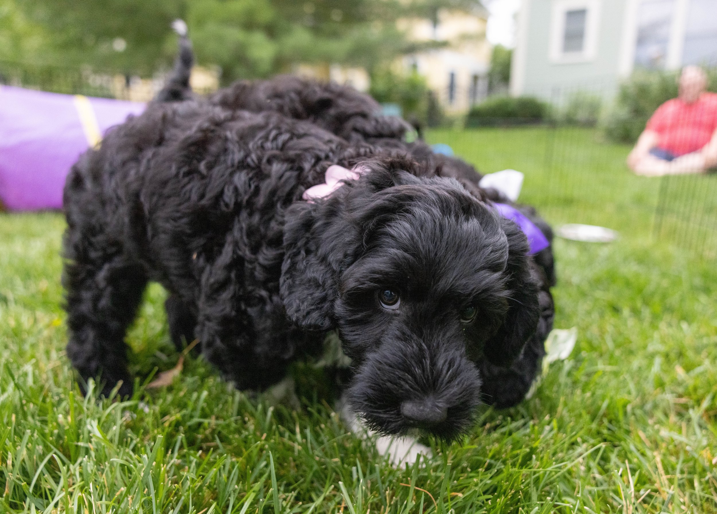 Puppies10Wks-083.jpg