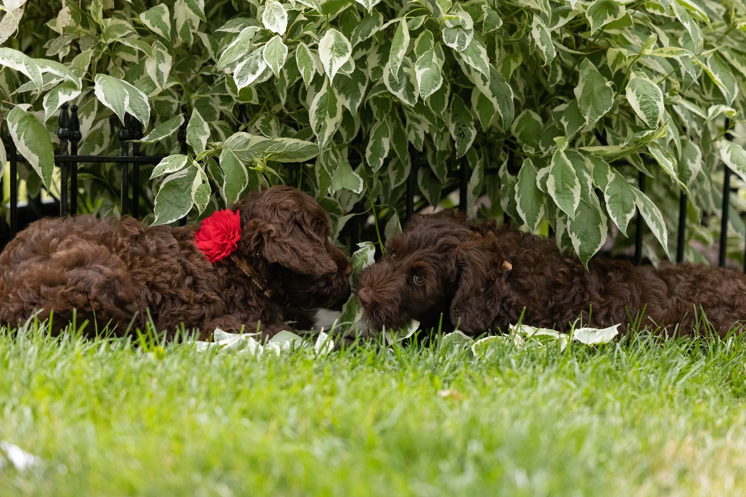 Puppies10Wks-059.jpg