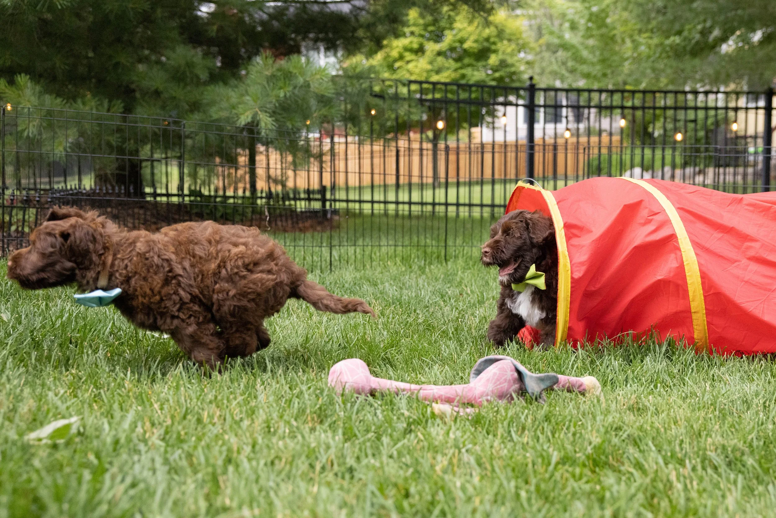 Puppies10Wks-075.jpg