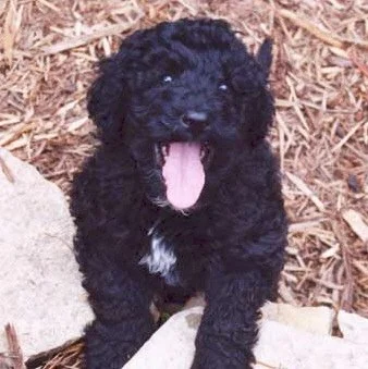 Golden Boy 7 weeks.JPG