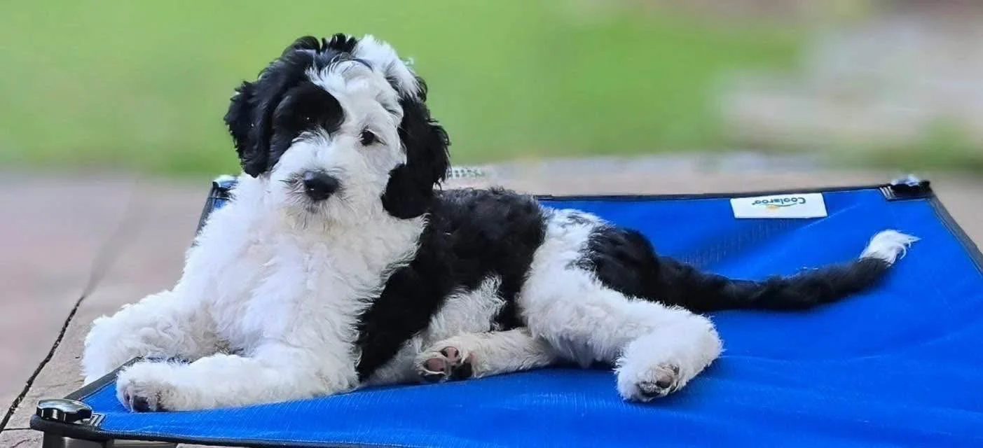 A black and white puppy lying on a blue dog cot outdoors, with grass in the background.