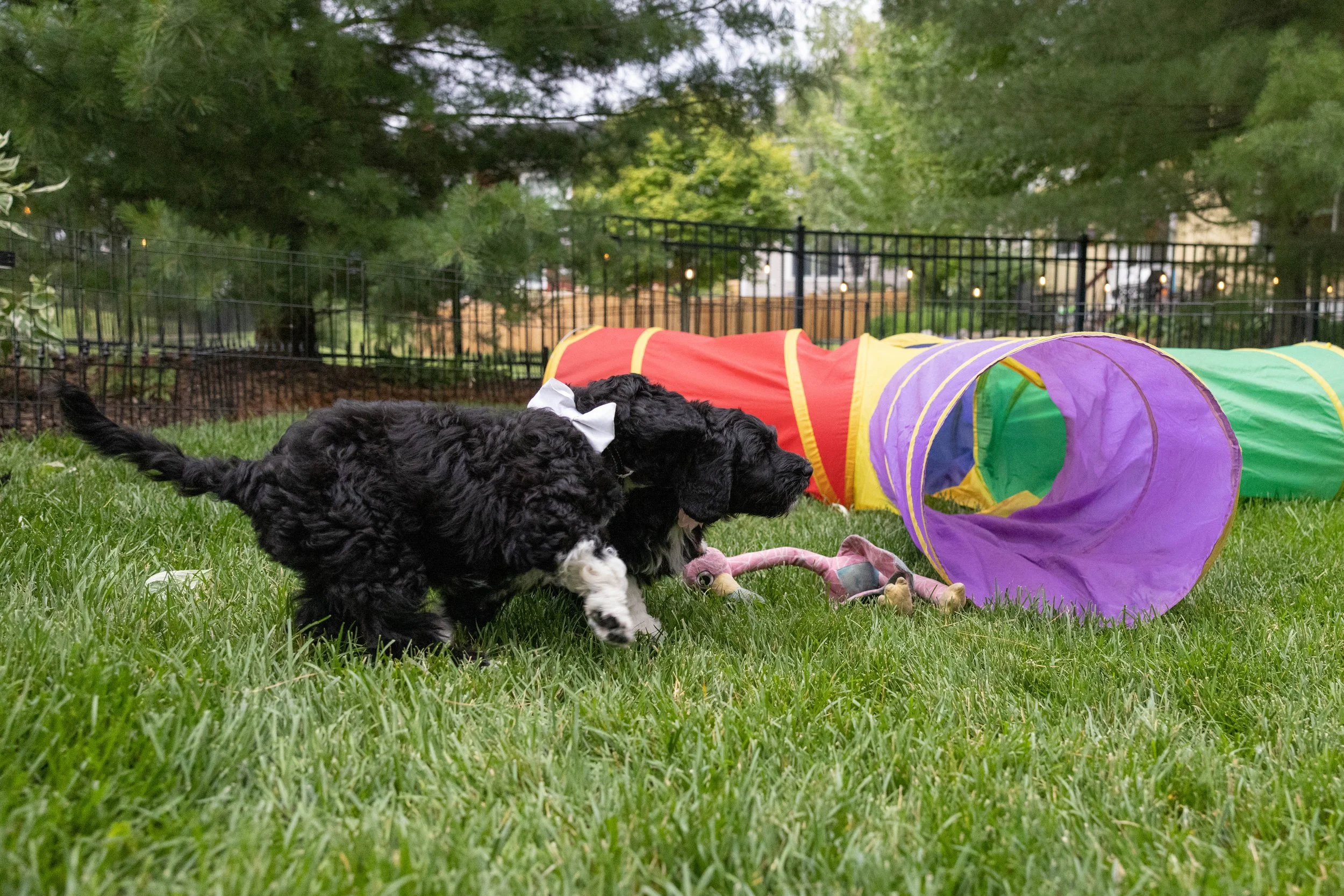Puppies10Wks-076.jpg