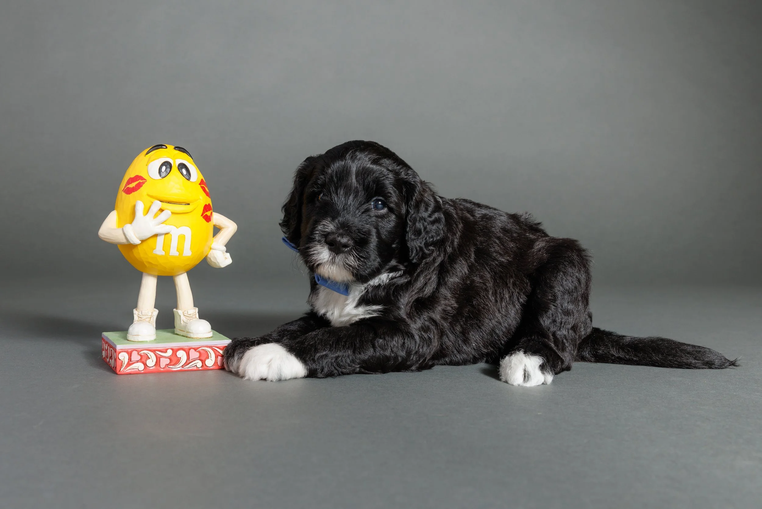 196-M-Litter-4wks, McCoy.jpg