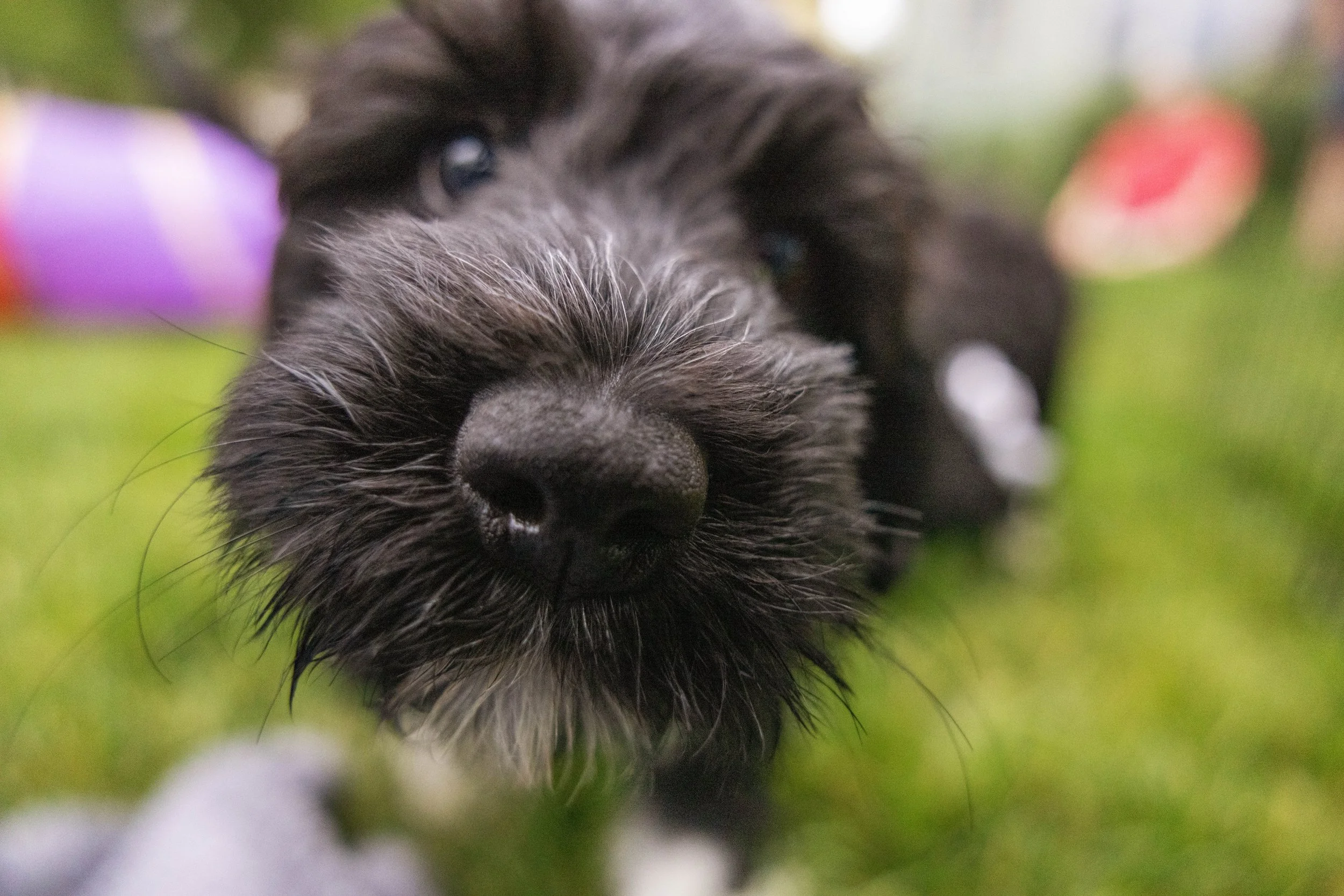 Puppies10Wks-084.jpg