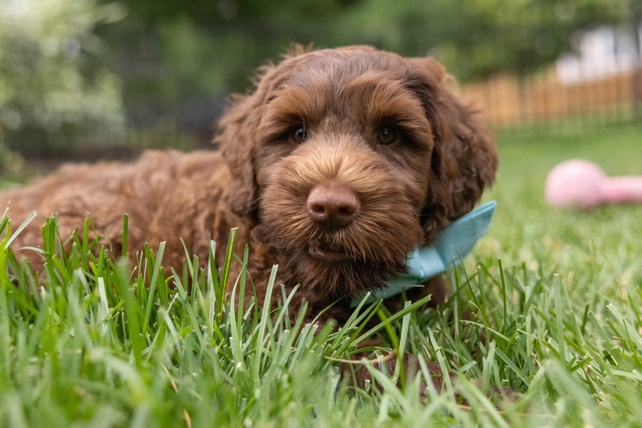 Puppies10Wks-073.jpg