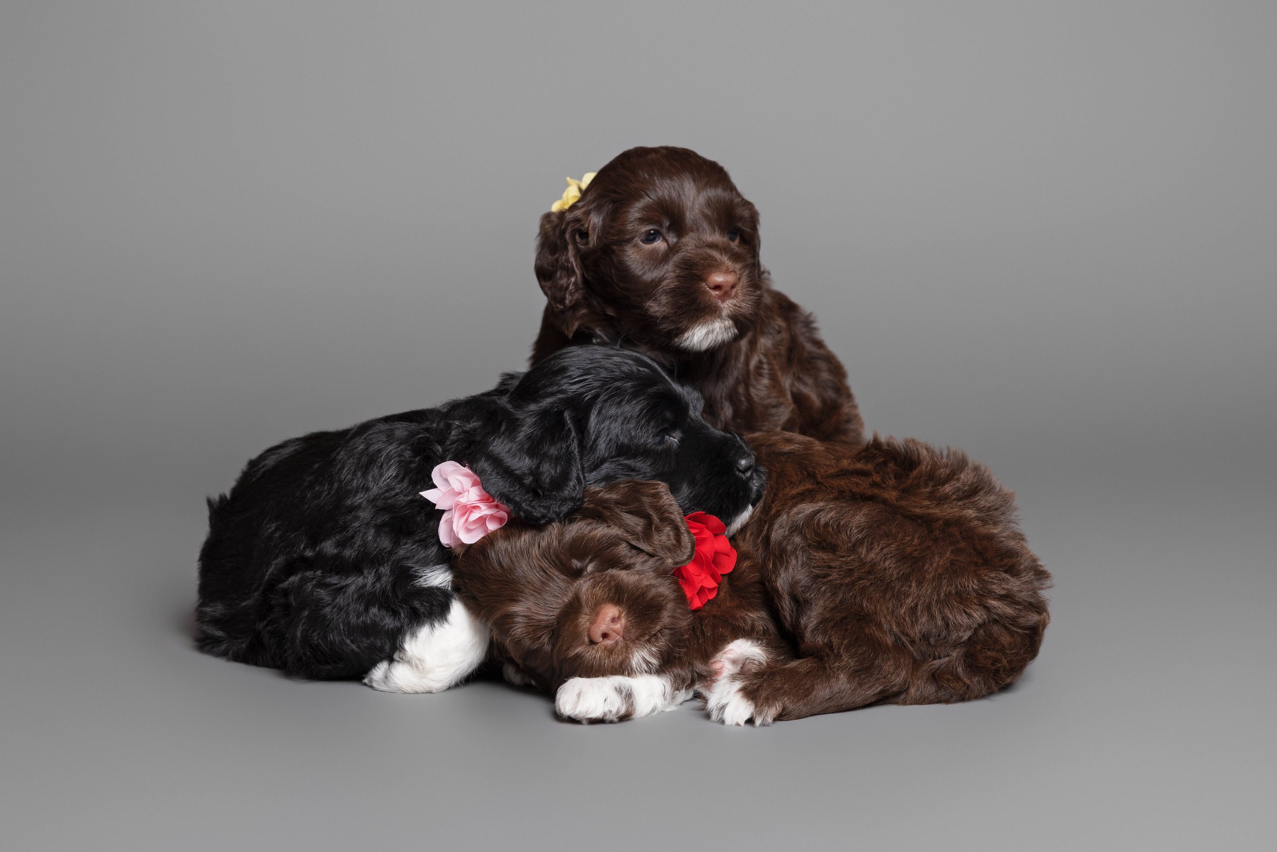 Puppies5Wks-127.jpg