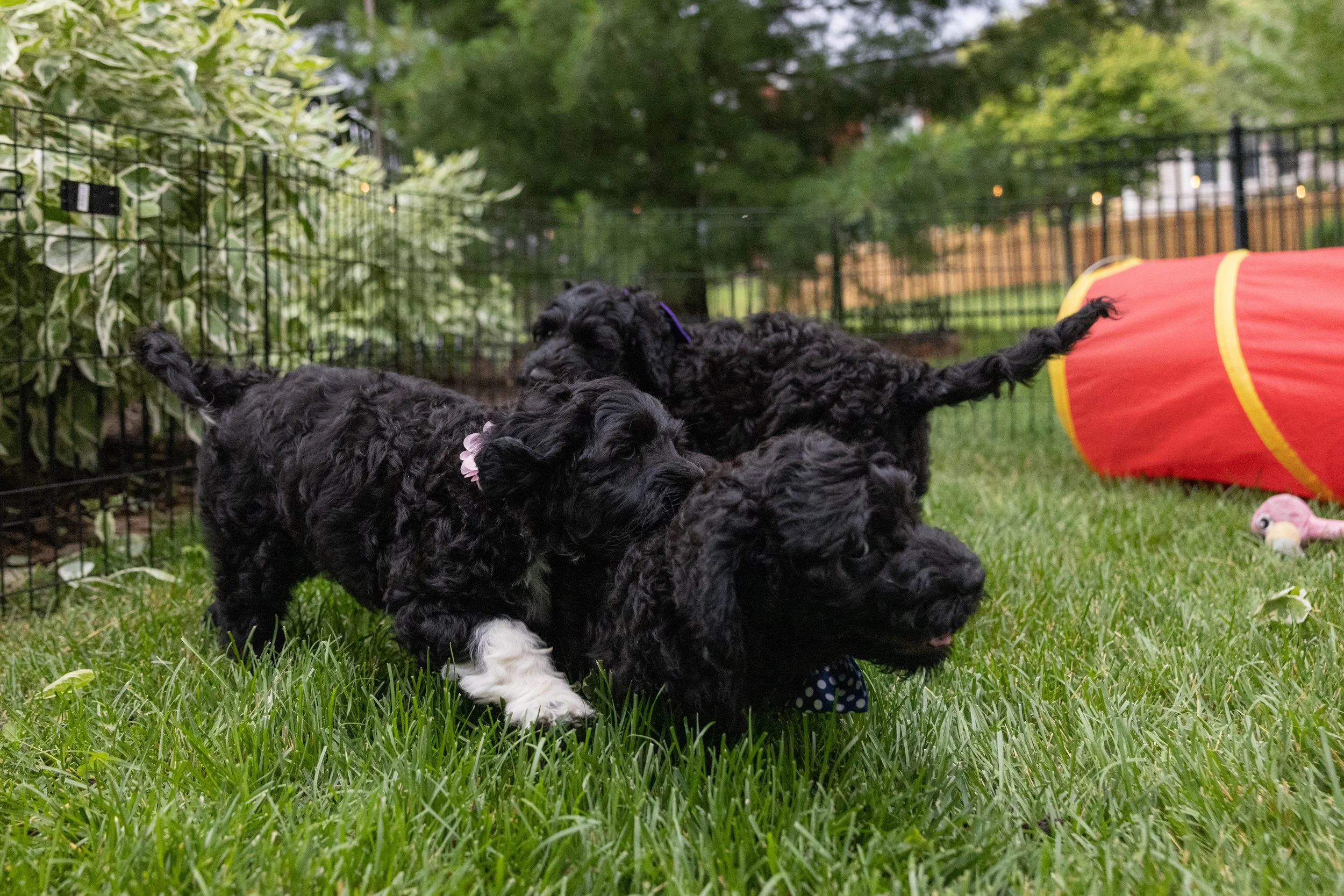 Puppies10Wks-078.jpg