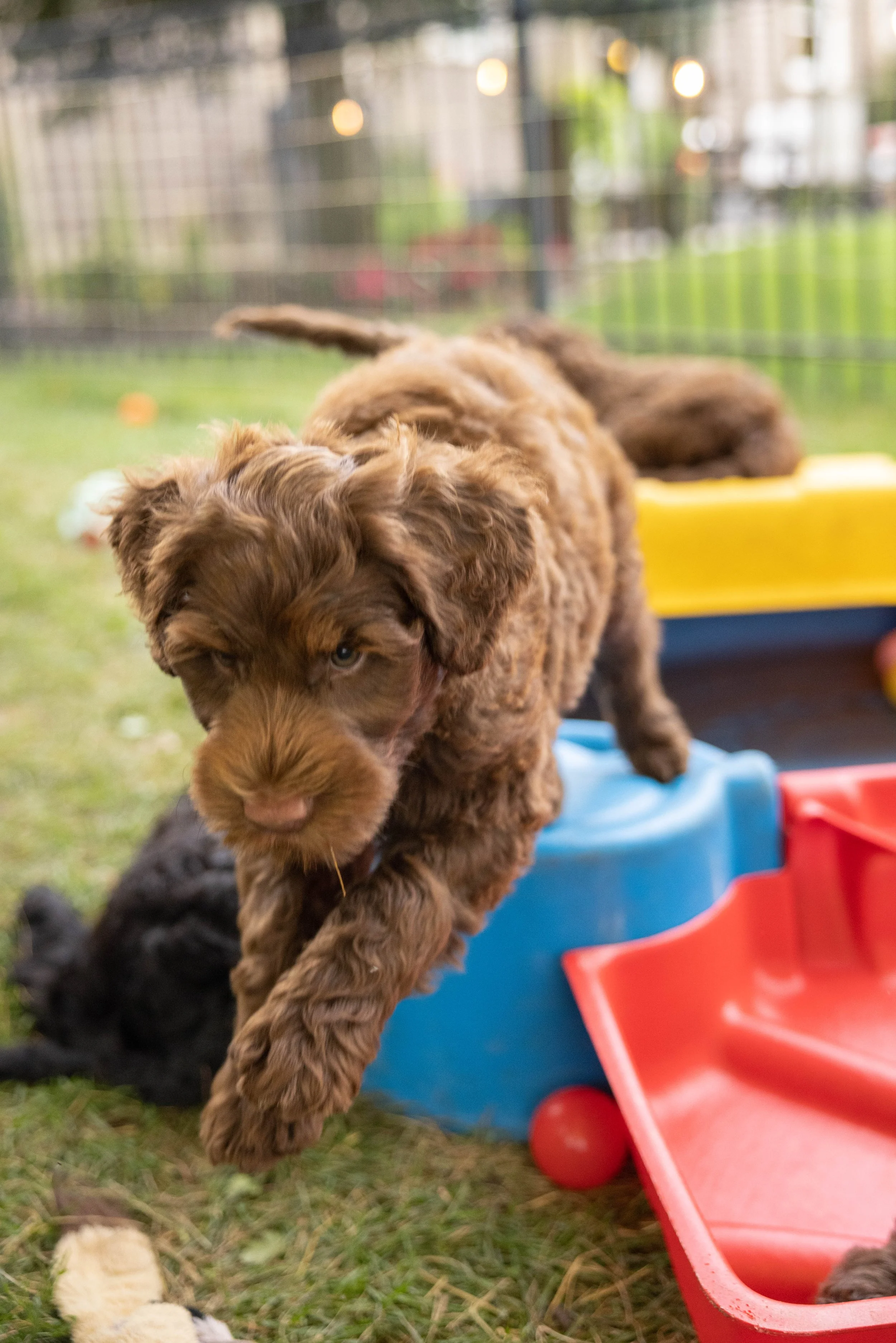 Puppies10Wks-144.jpg
