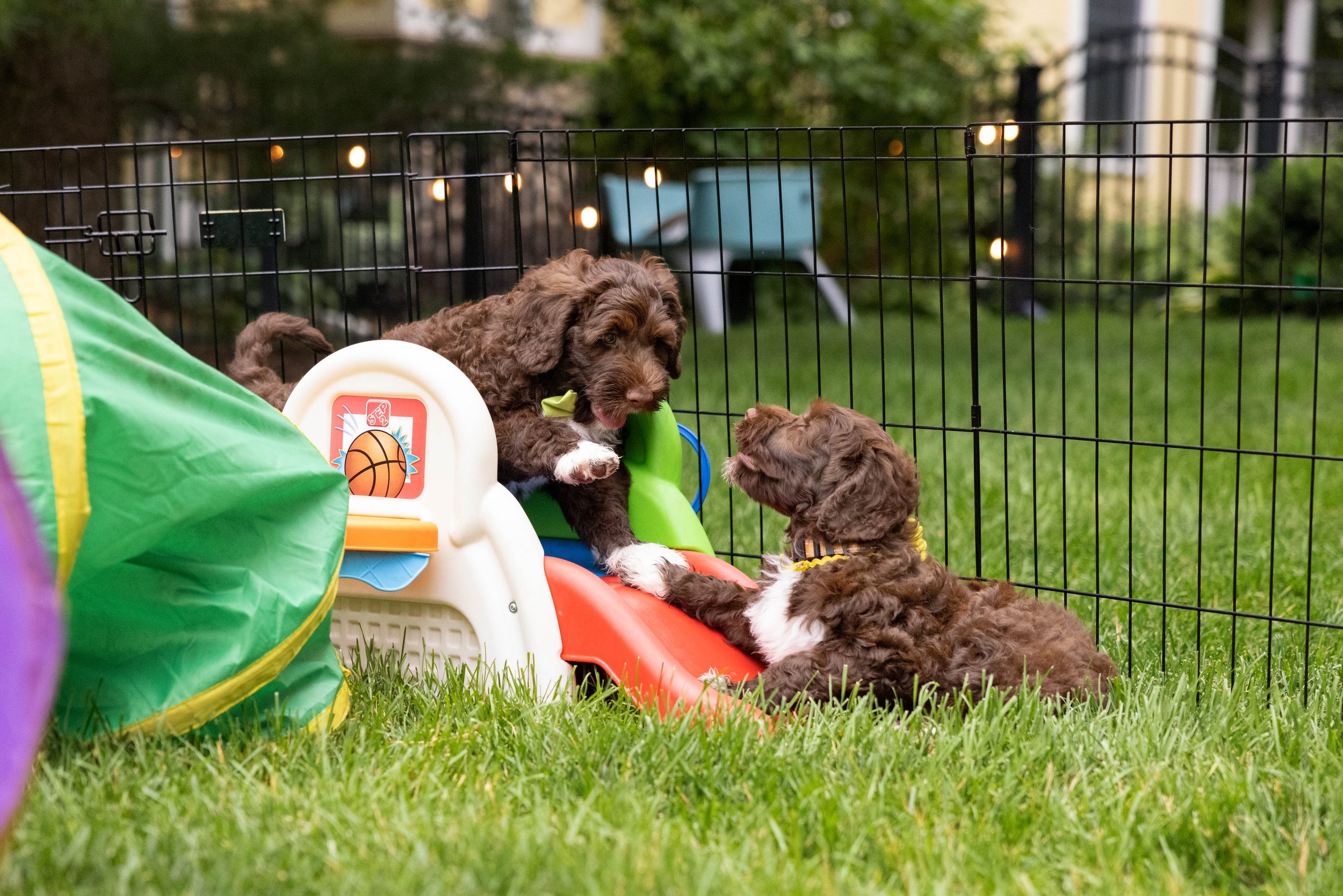 Puppies10Wks-064.jpg