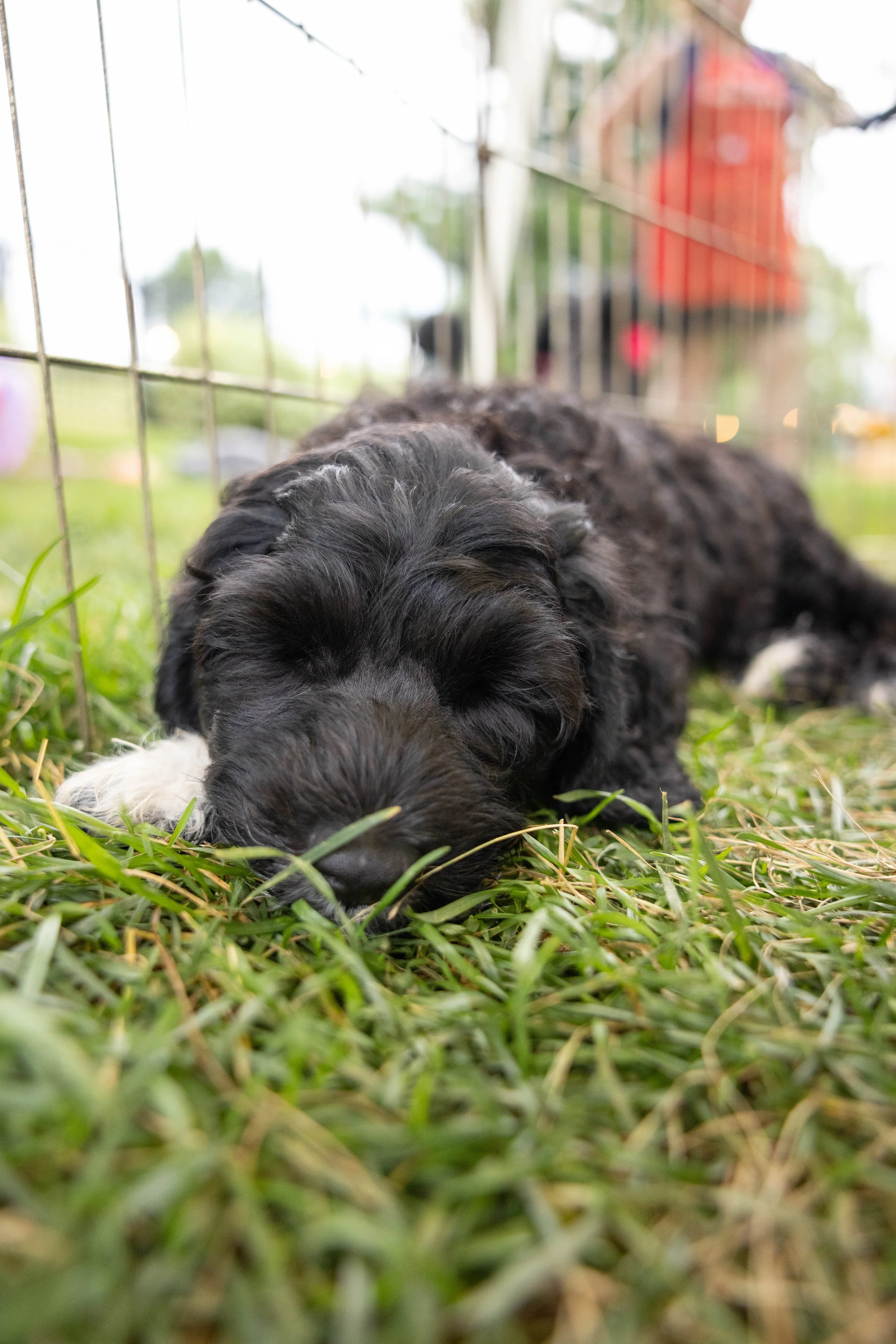 Puppies10Wks-142.jpg