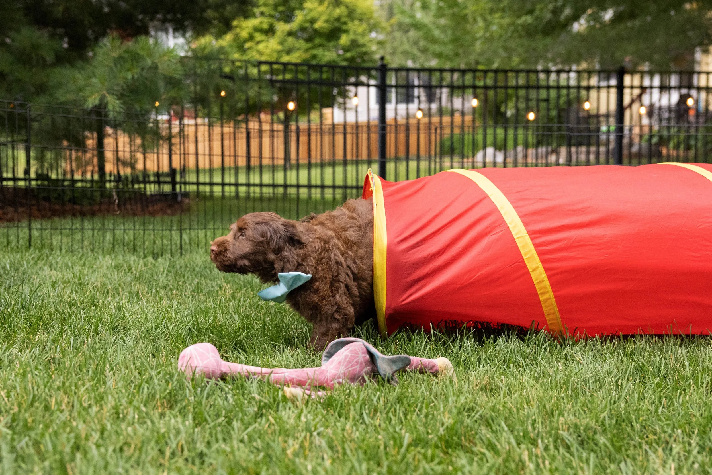 Puppies10Wks-074.jpg