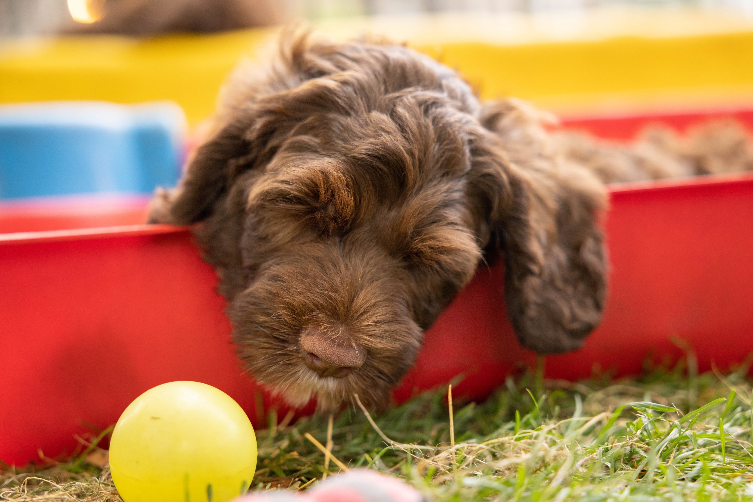 Puppies10Wks-134.jpg