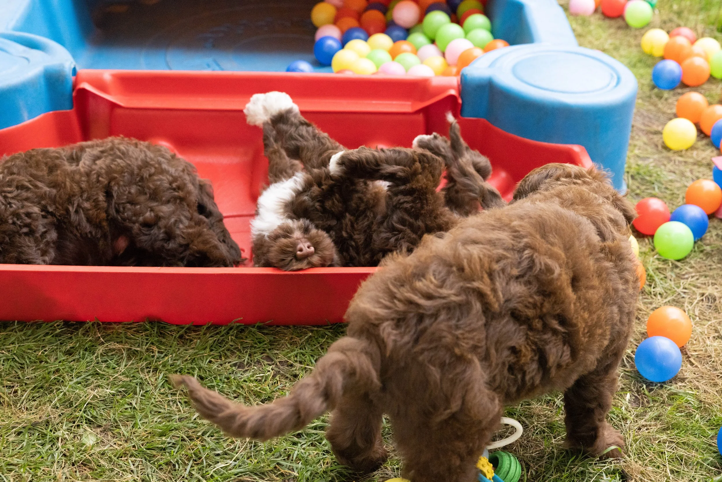 Puppies10Wks-129.jpg