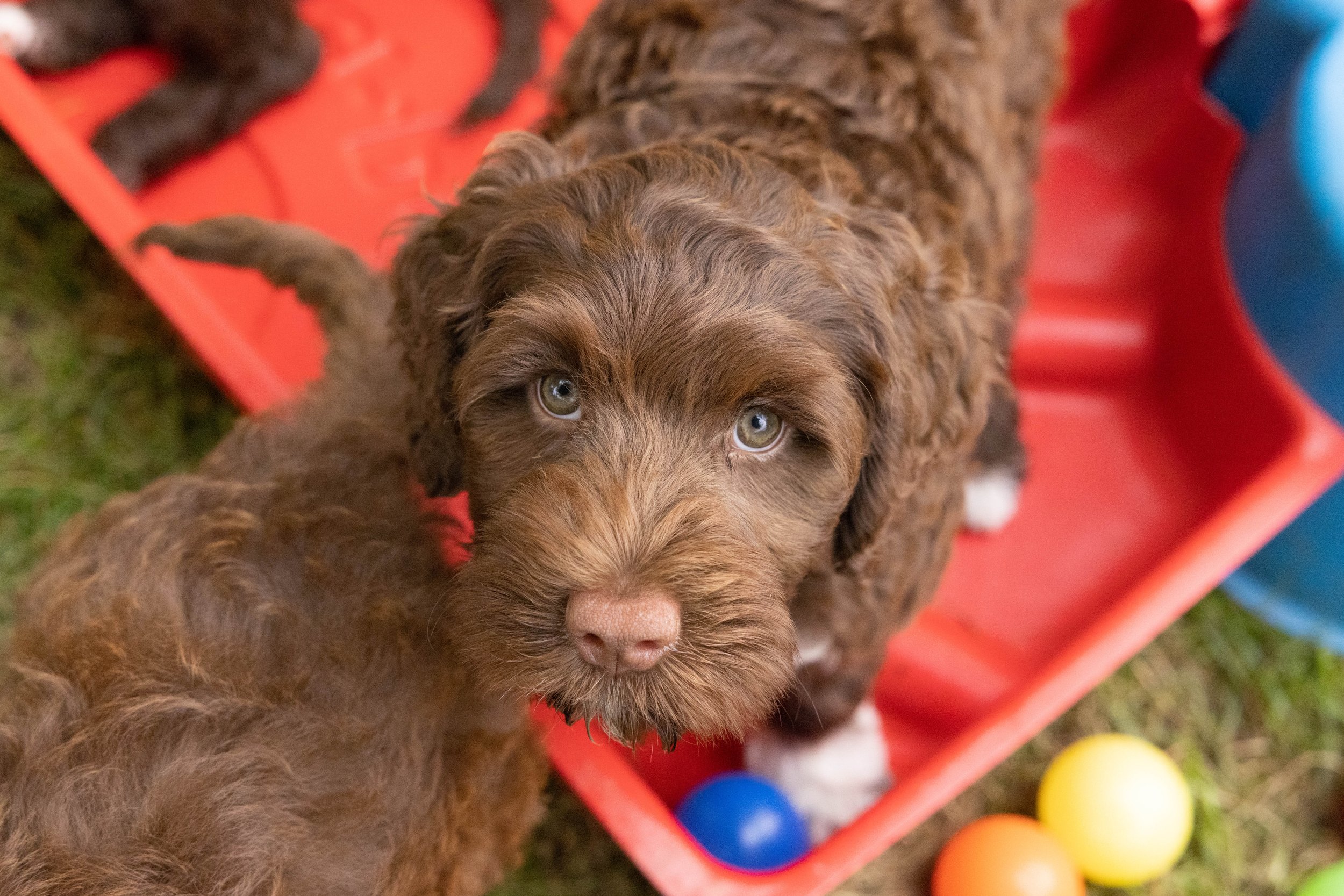Puppies10Wks-132.jpg