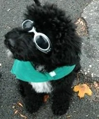 Dante- Joe Cool.JPG