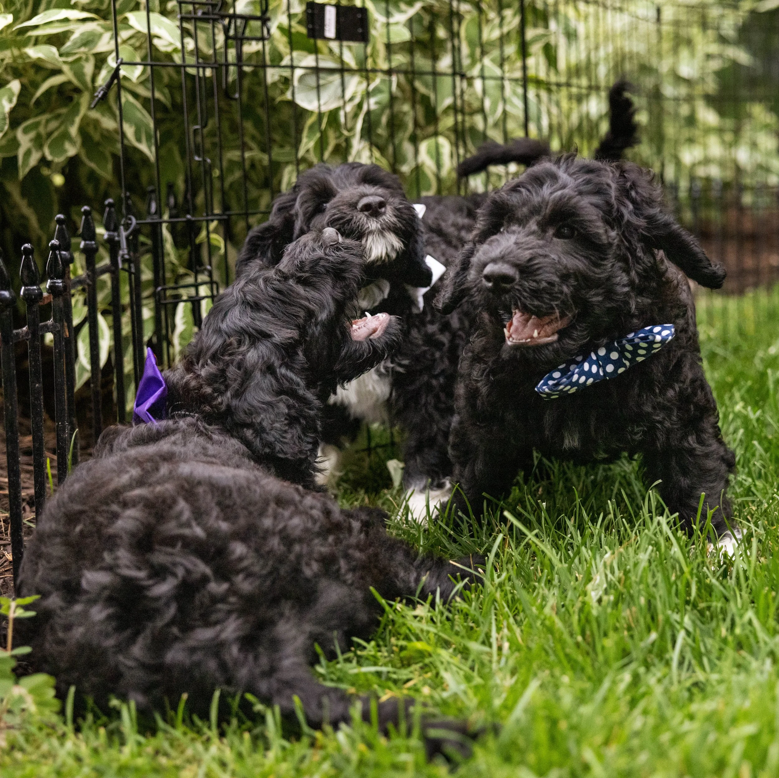 Puppies10Wks-080.jpg
