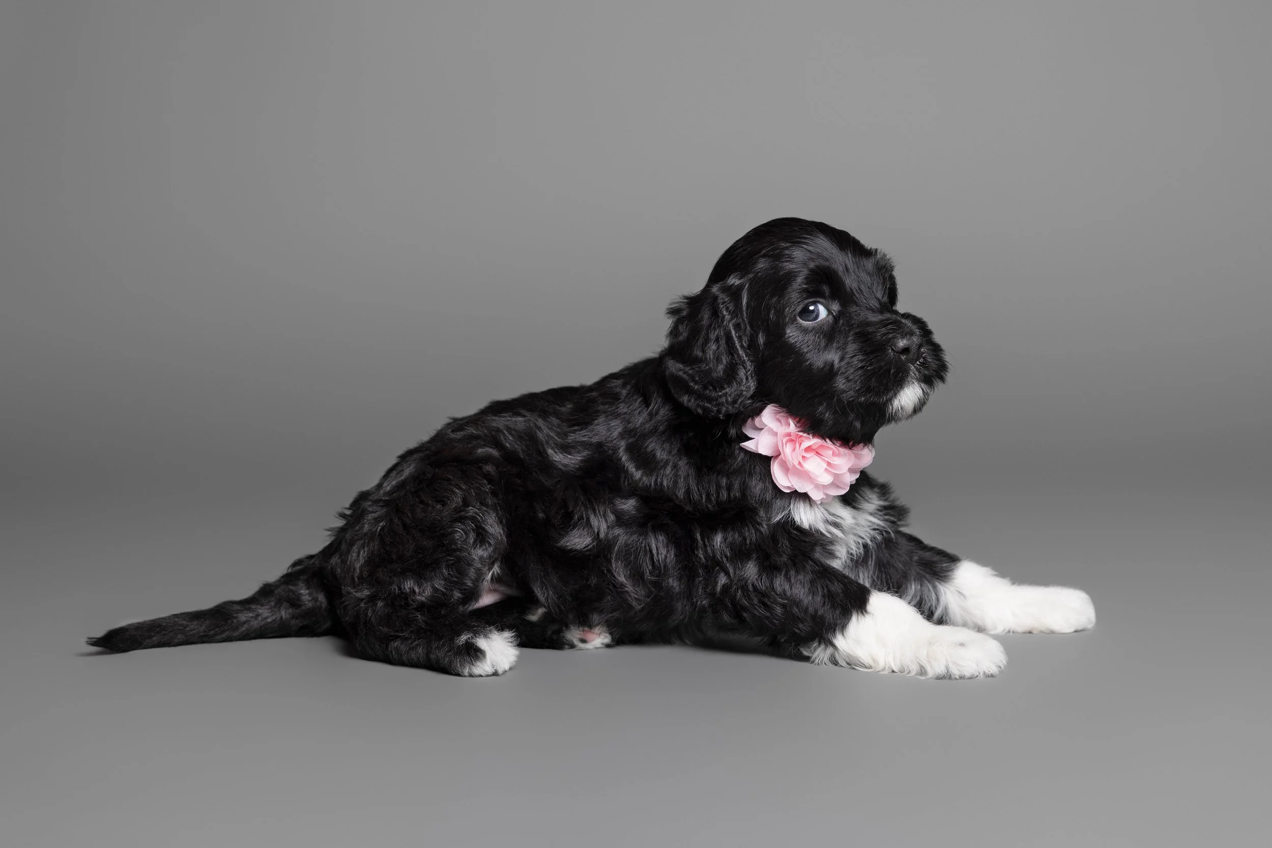 Puppies5Wks-109.jpg