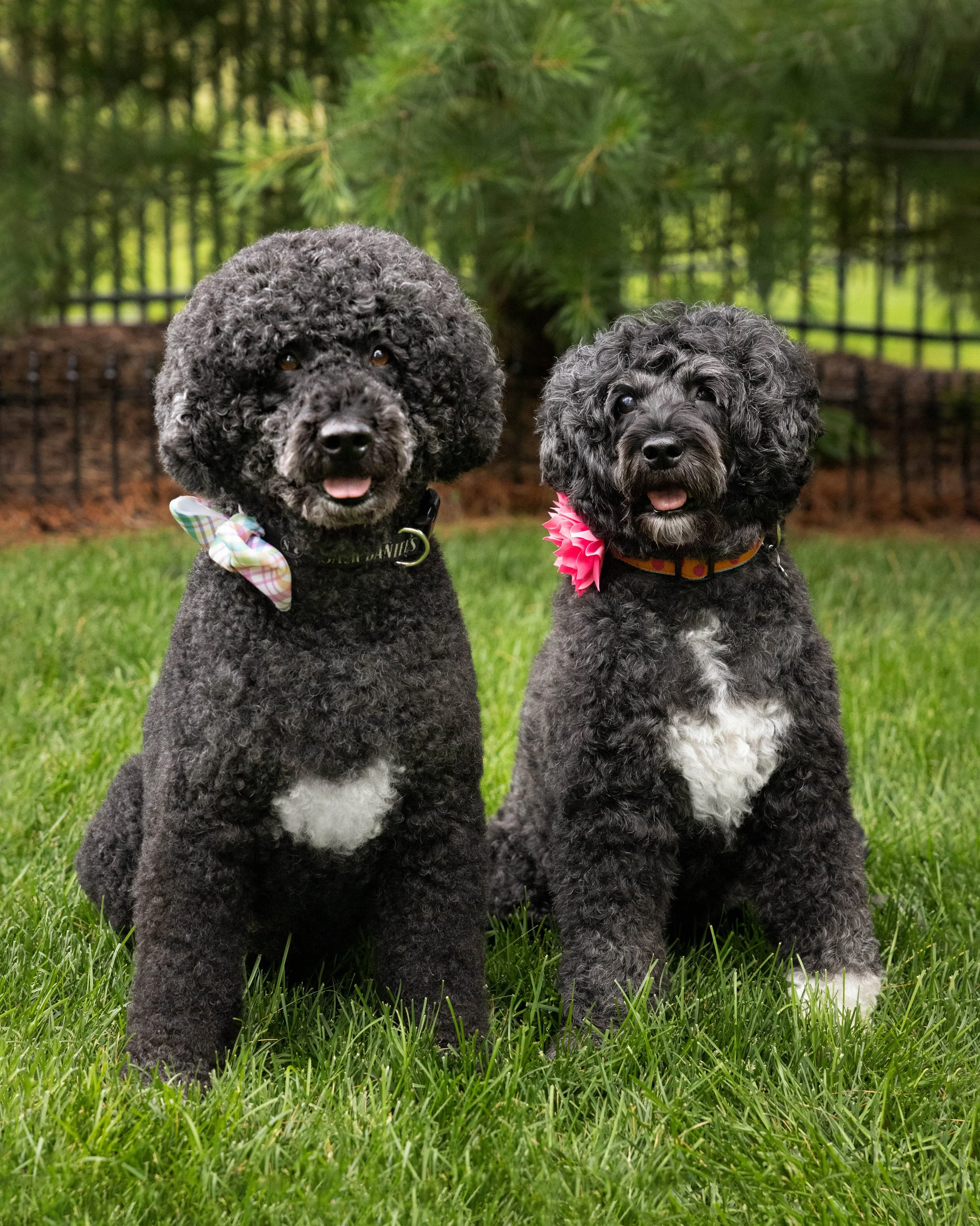 Puppies10Wks-133.jpg