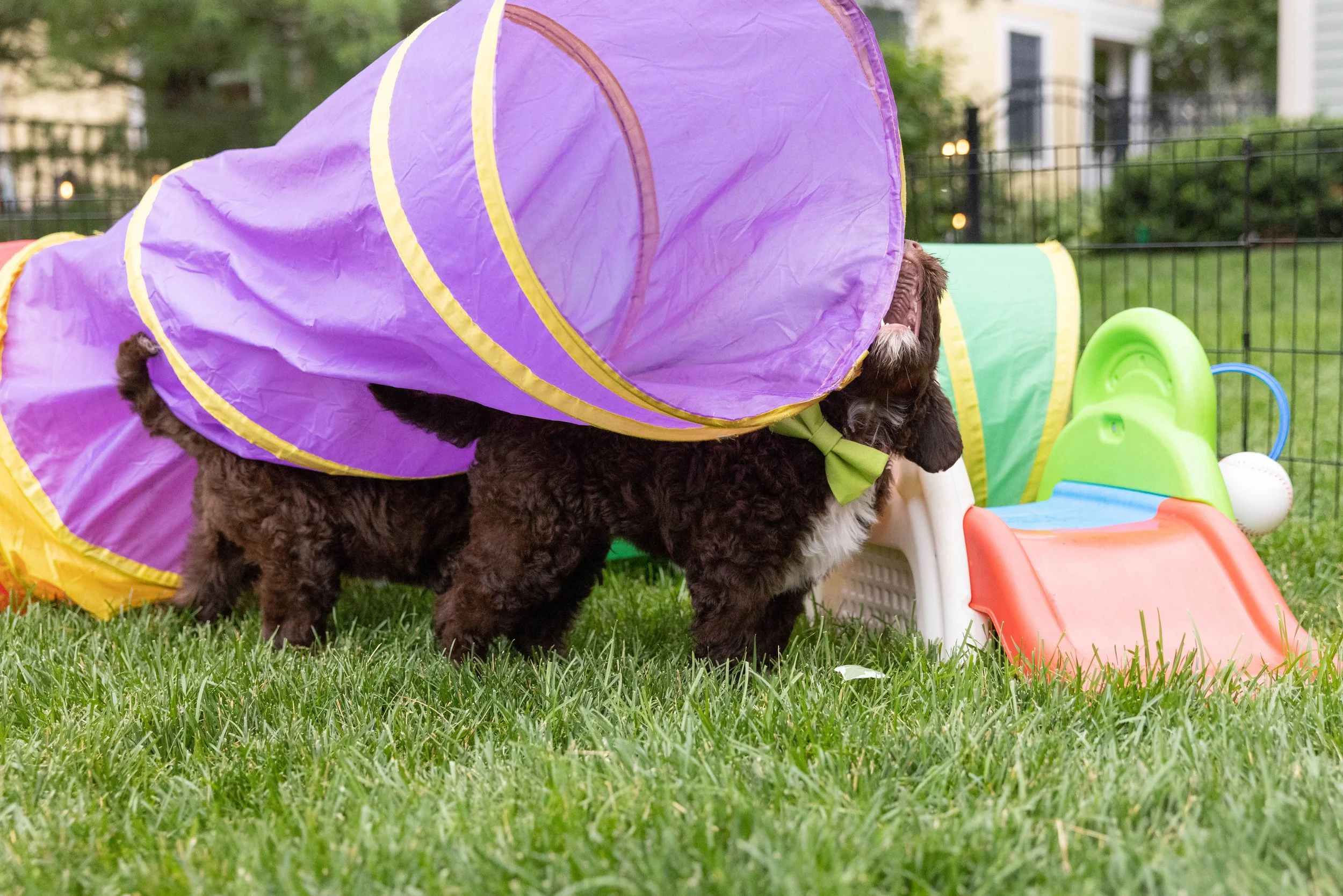 Puppies10Wks-071.jpg