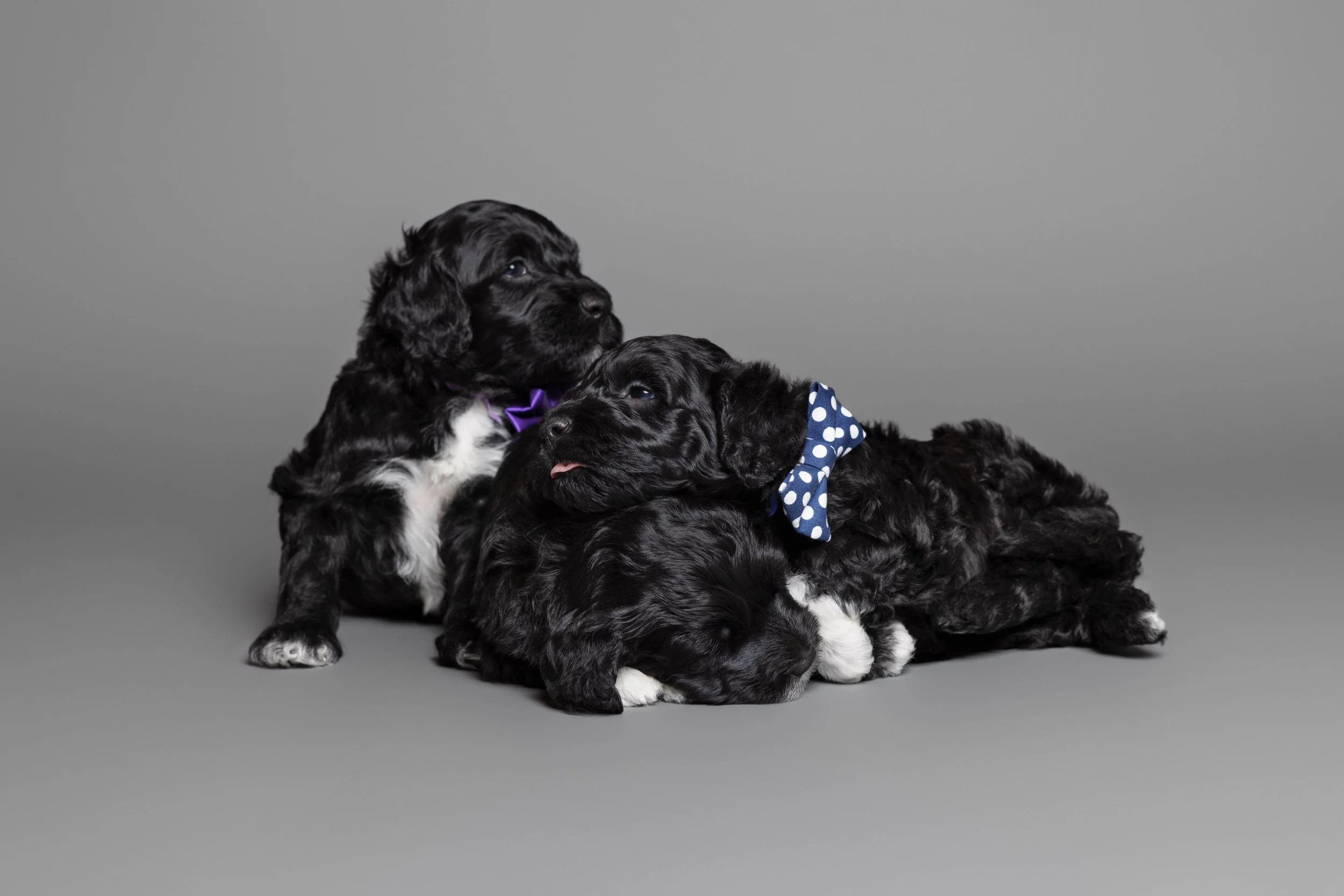 Puppies5Wks-118.jpg