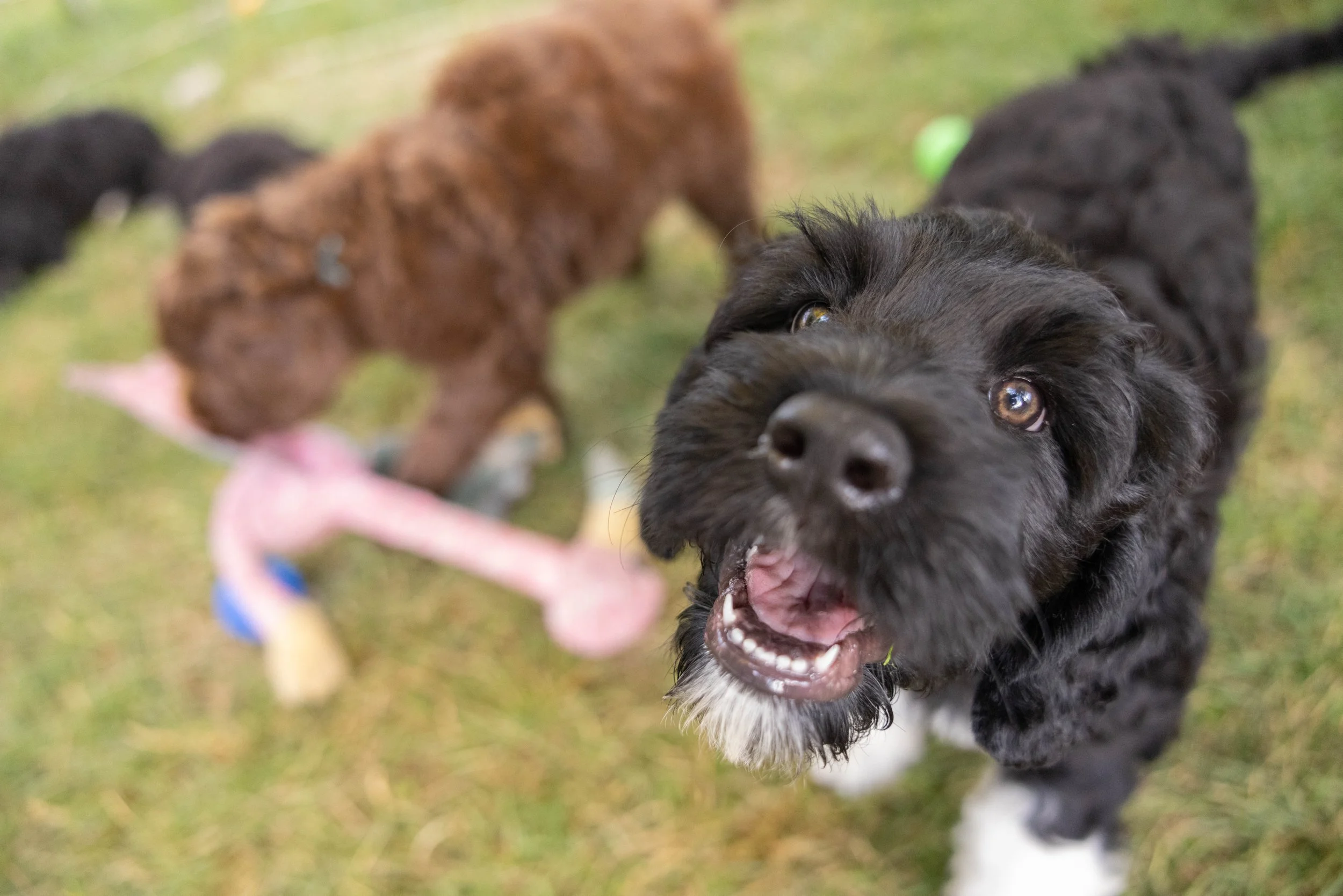 Puppies10Wks-159.jpg