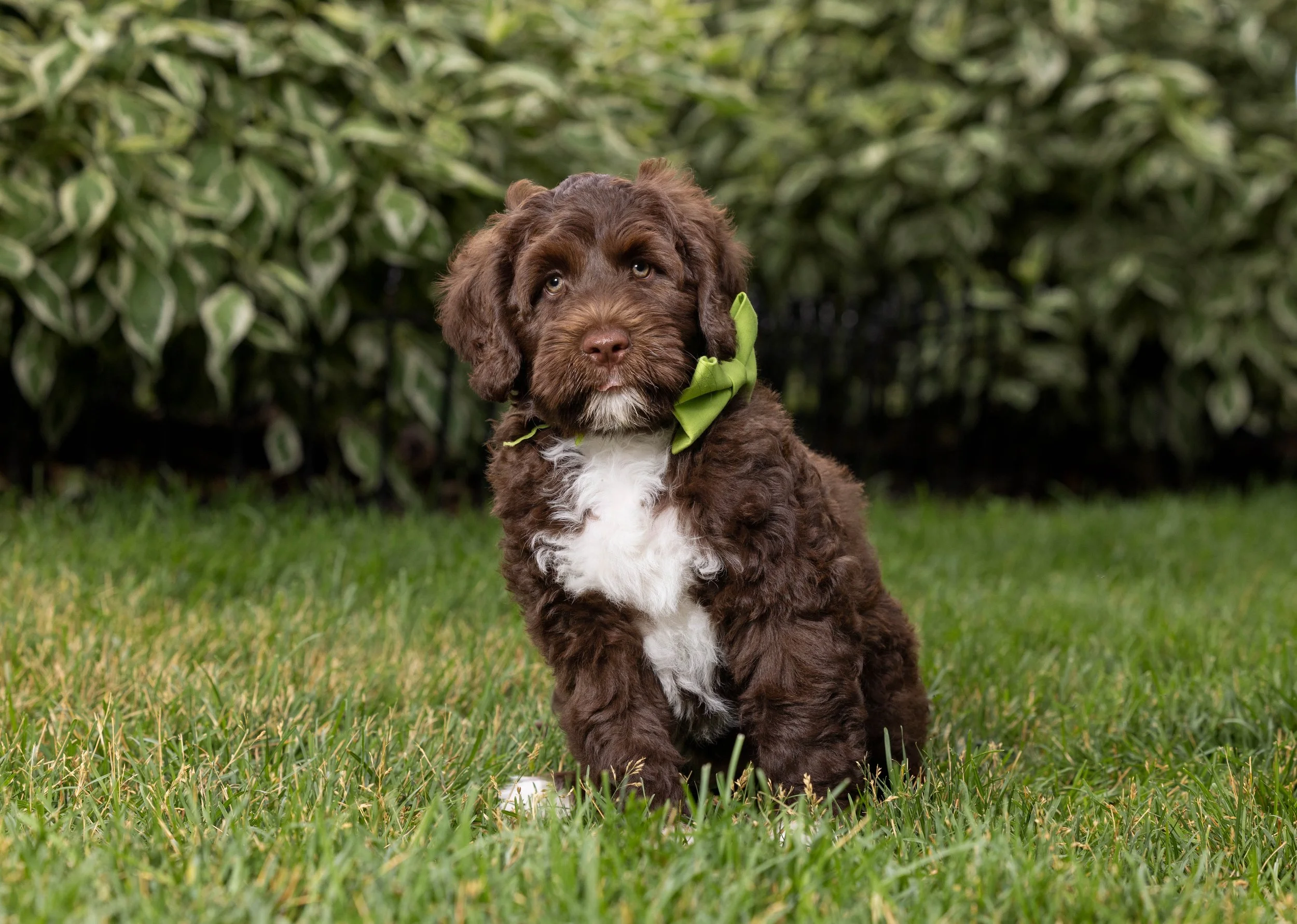 Puppies10Wks-013.jpg