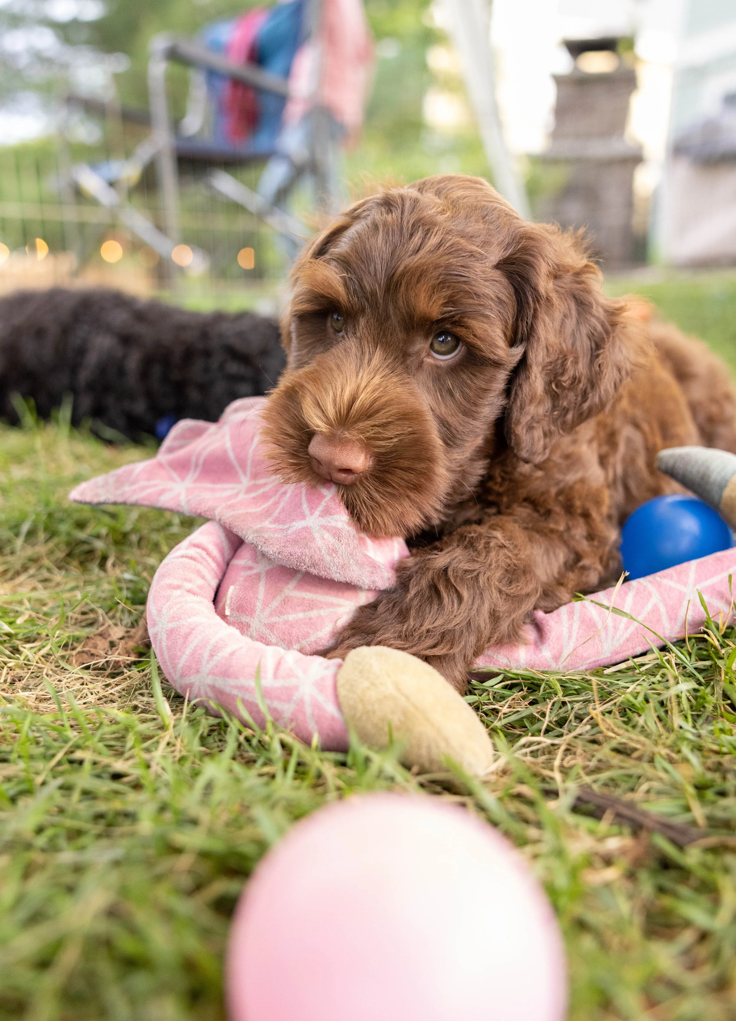 Puppies10Wks-160.jpg
