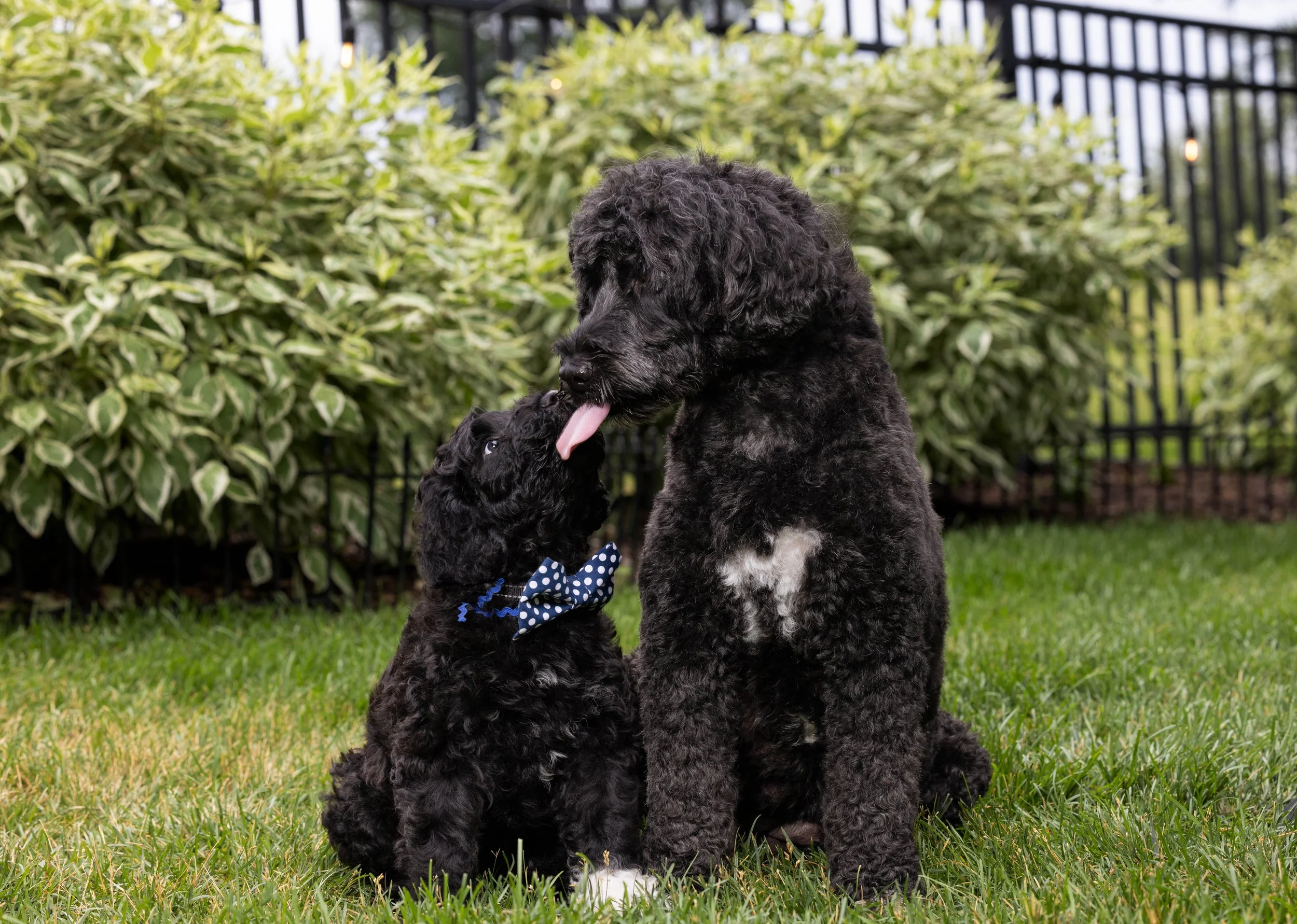 Puppies10Wks-029.jpg