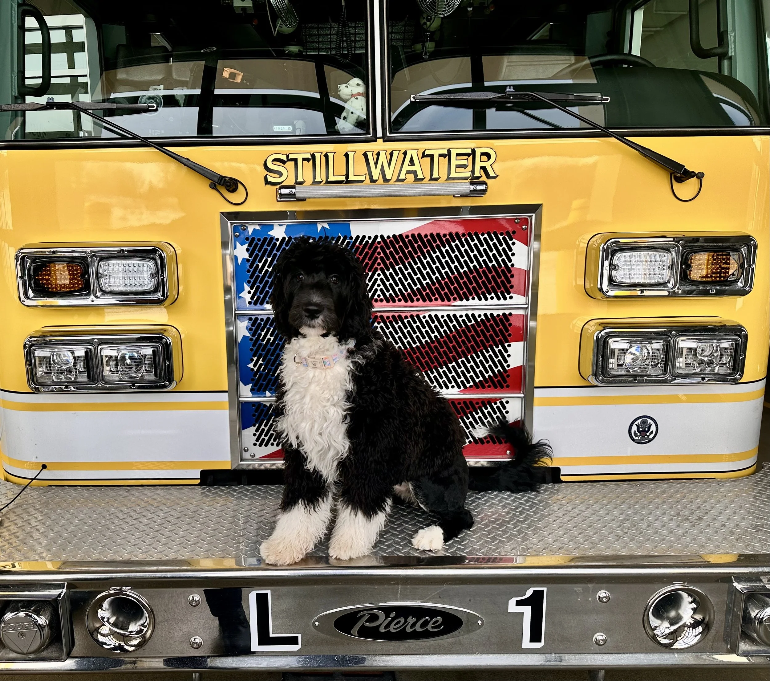 A black and white puppy with fluffy fur sitting in front of a yellow fire truck that has the word "Stillwater" on it. The dog is looking at the camera, and the fire truck has an American flag decoration and the number 1.