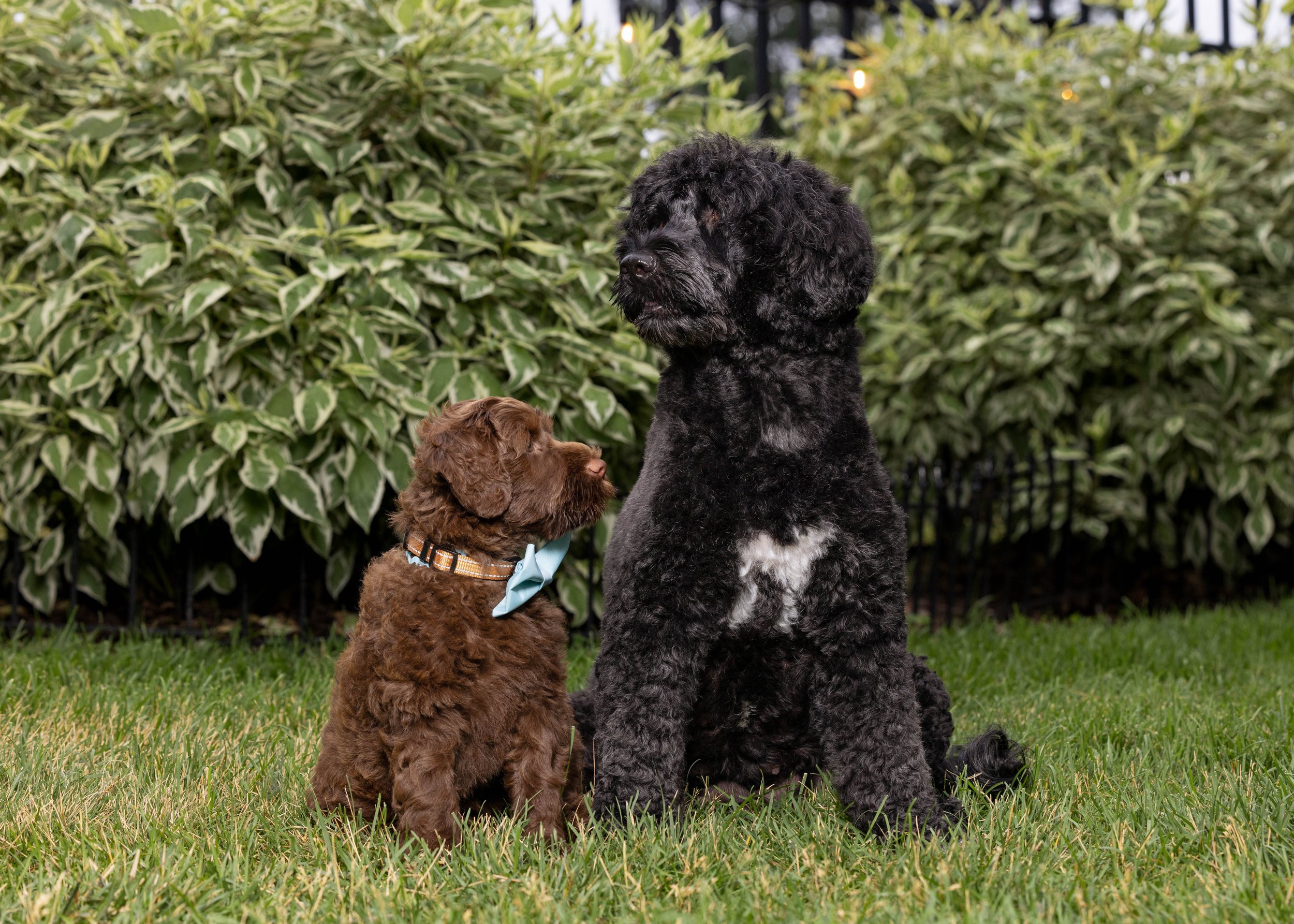 Puppies10Wks-047.jpg