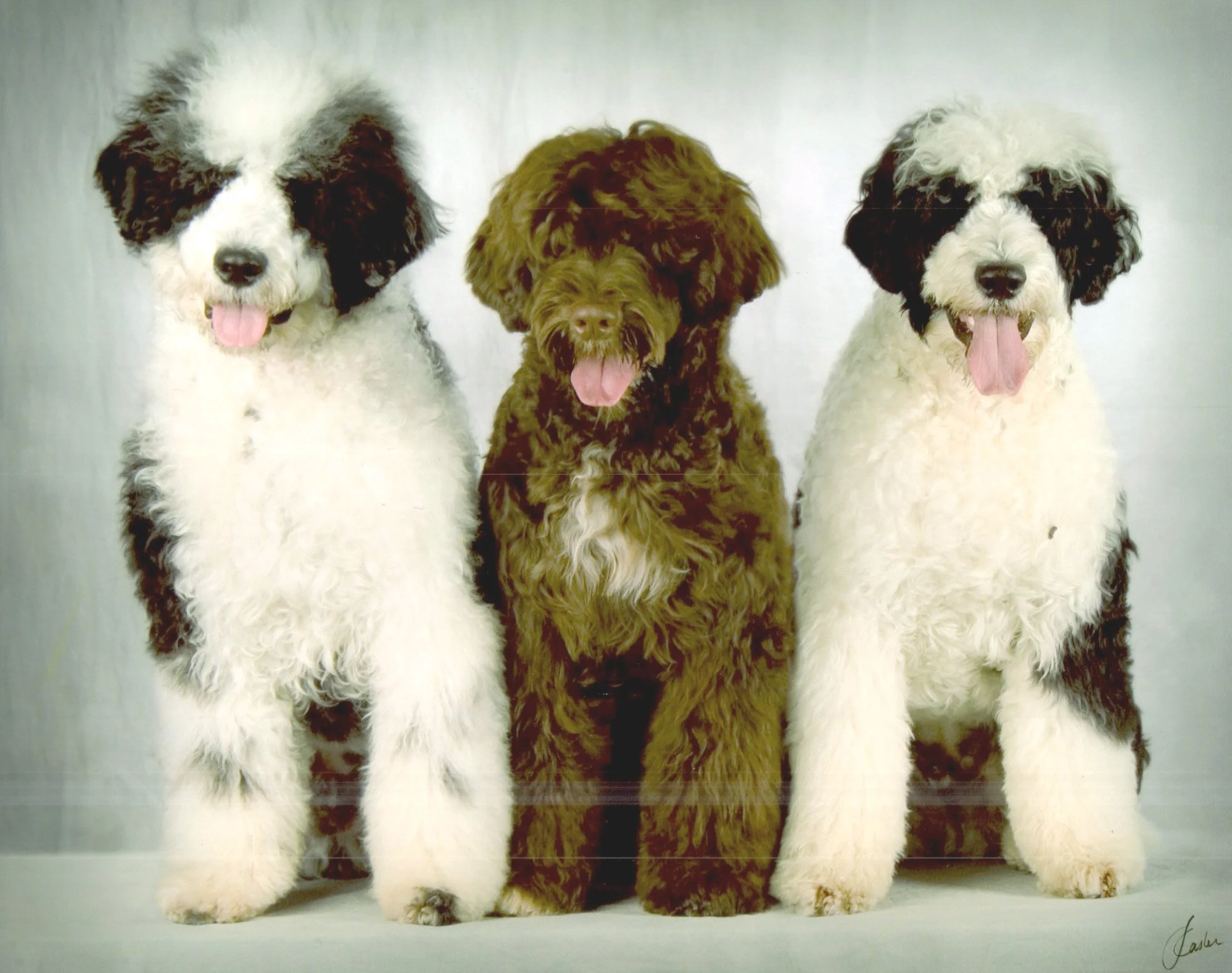 Cruz, Miles, Samson 7 months.JPG