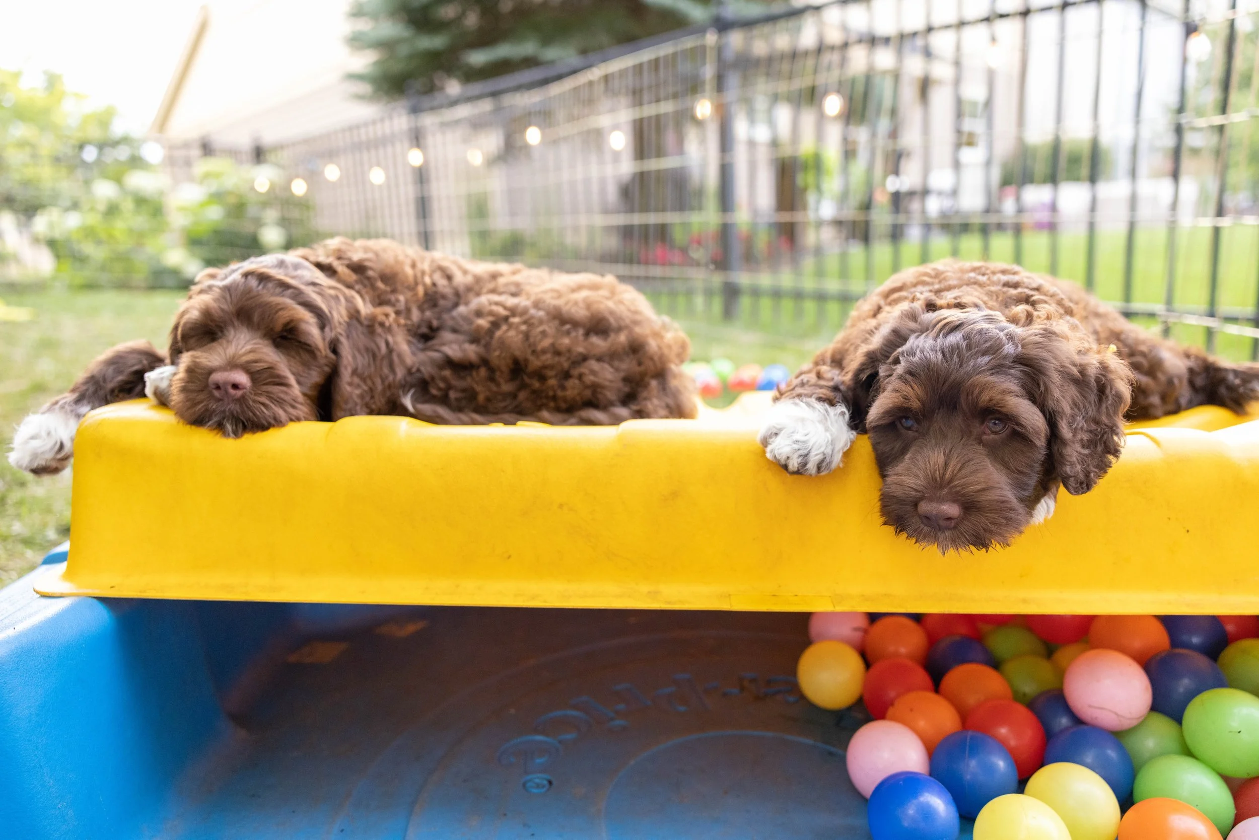 Puppies10Wks-164.jpg