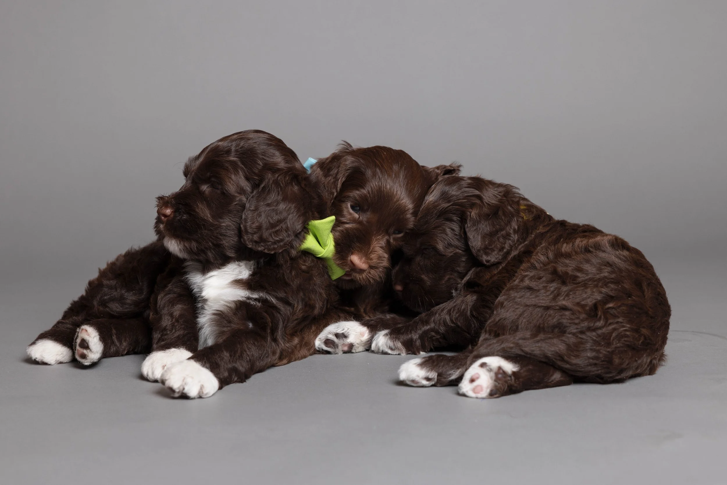 Puppies5Wks-137.jpg
