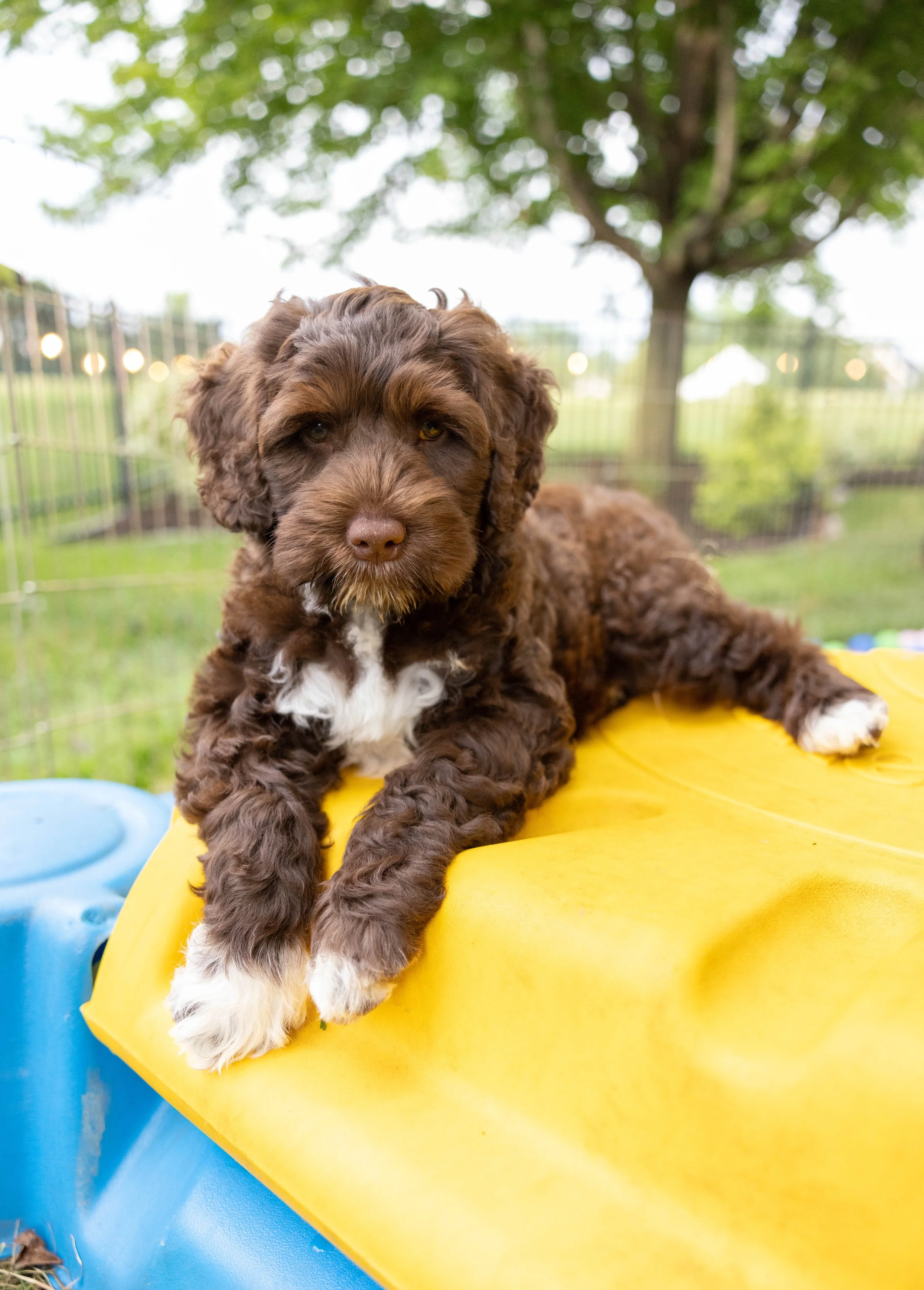 Puppies10Wks-150.jpg