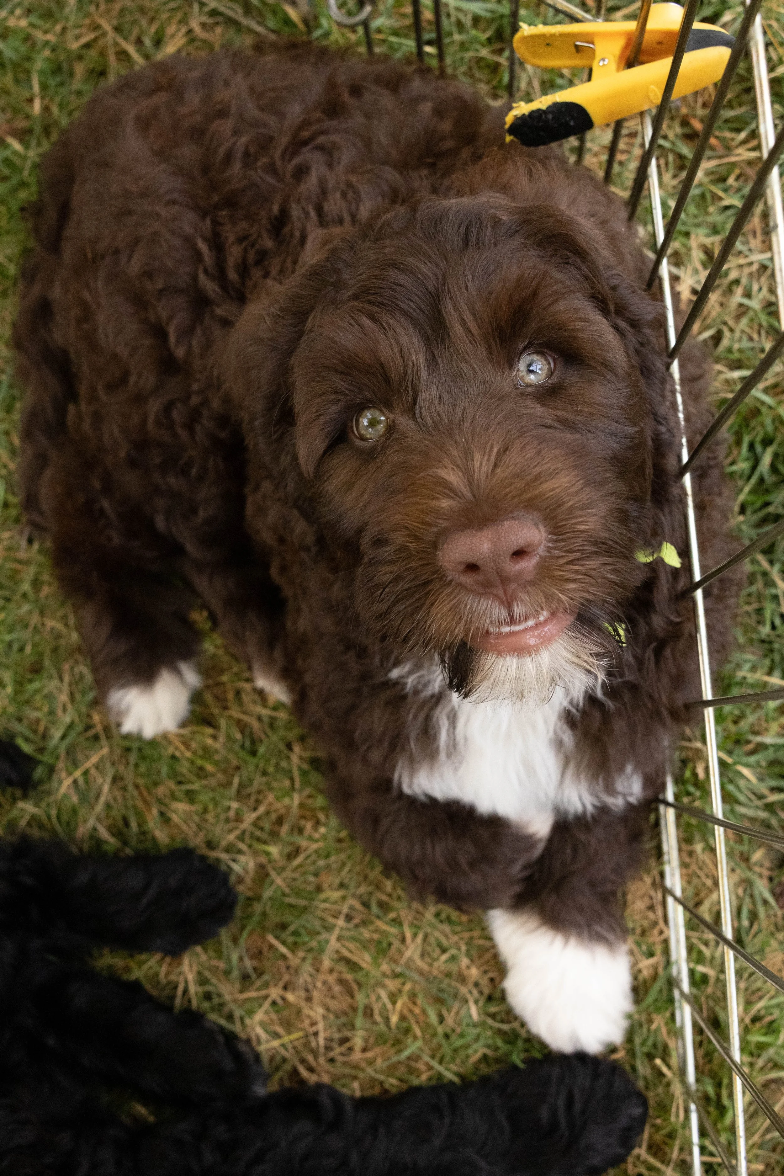 Puppies10Wks-114.jpg