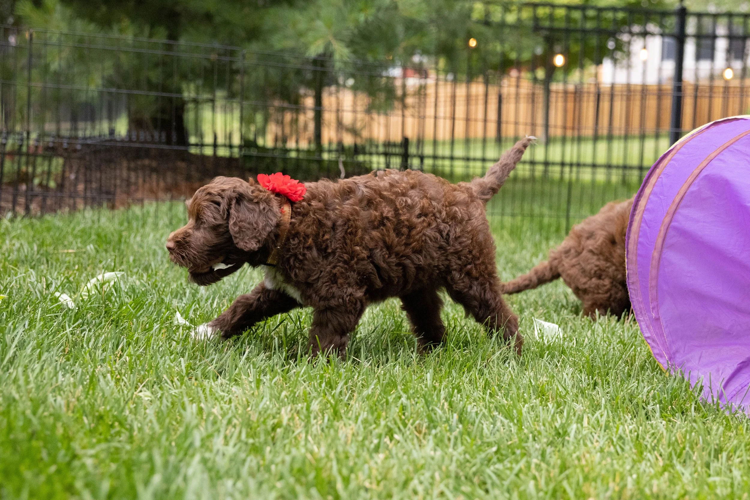 Puppies10Wks-067.jpg