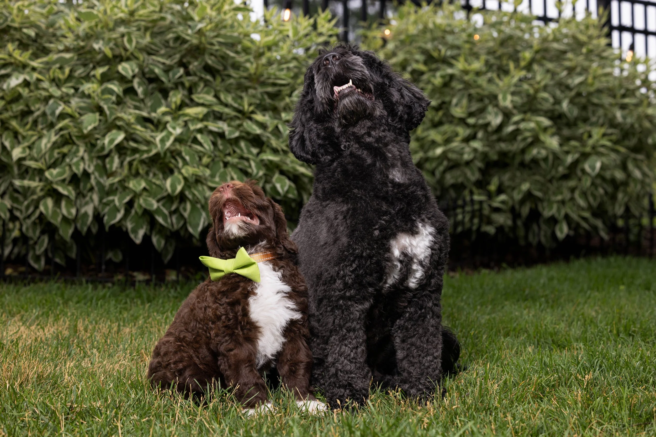Puppies10Wks-016.jpg