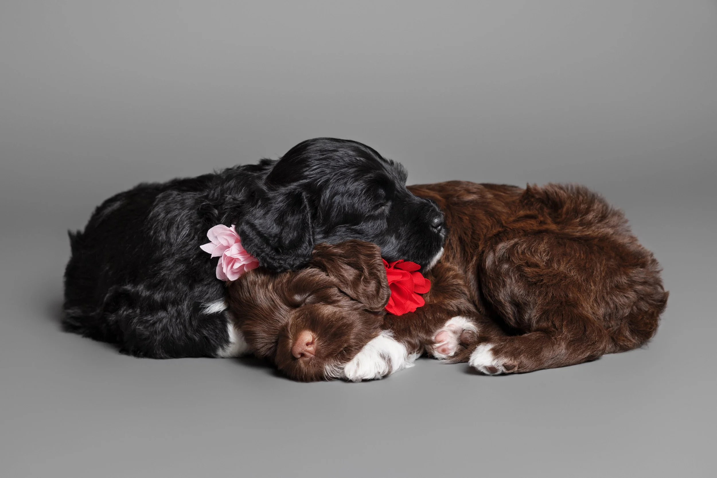 Puppies5Wks-131.jpg