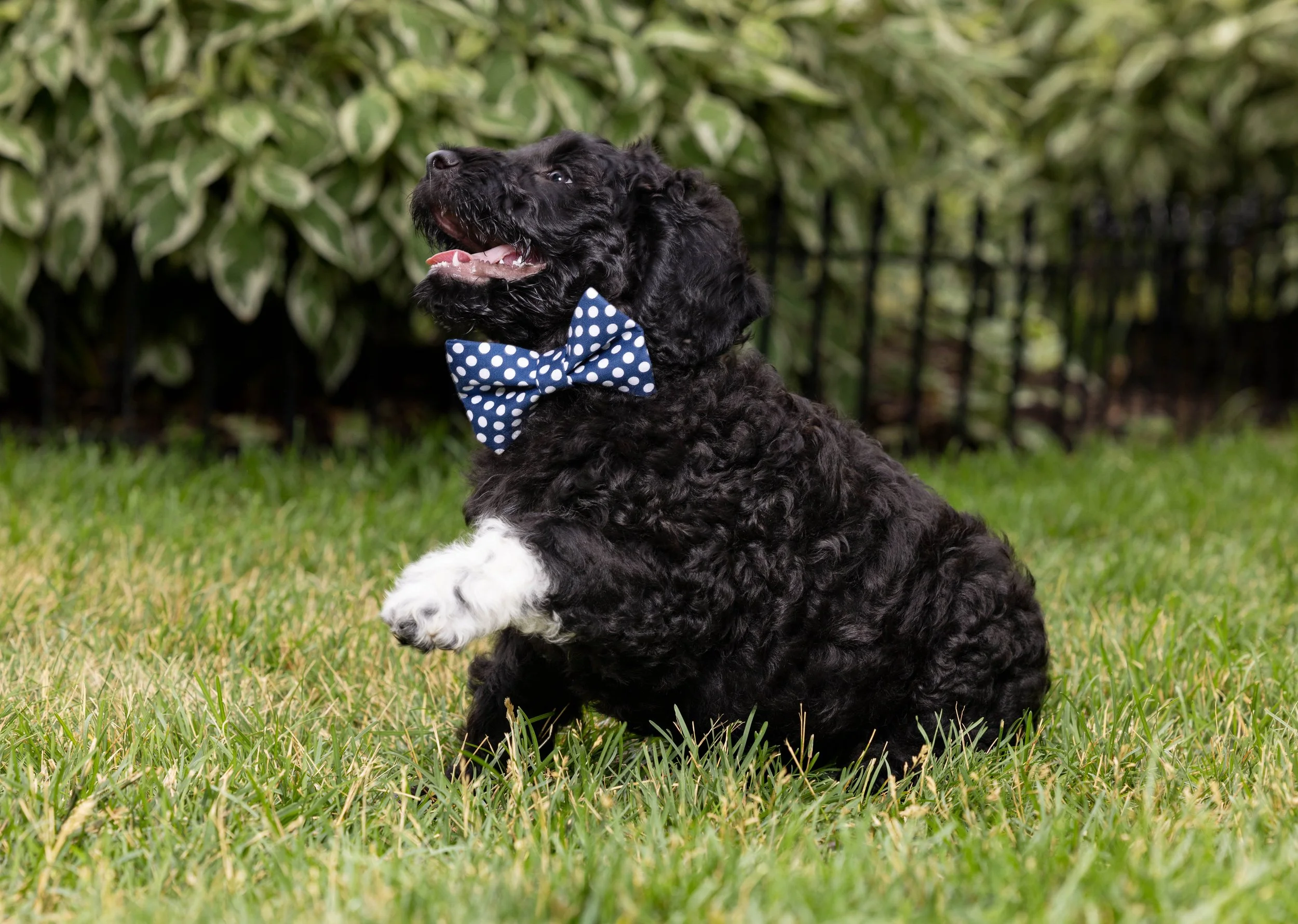Puppies10Wks-022.jpg