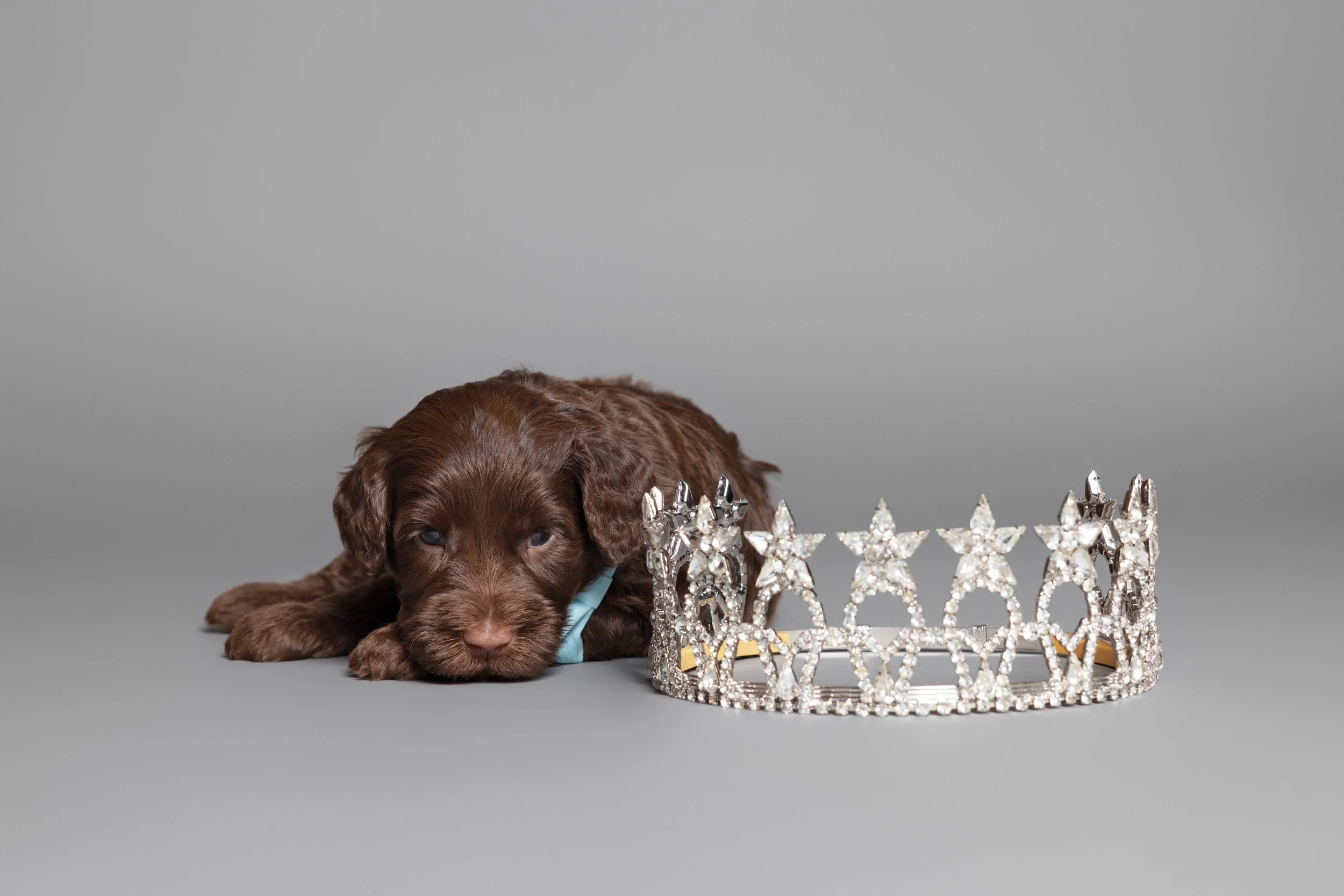 Puppies5Wks-037.jpg