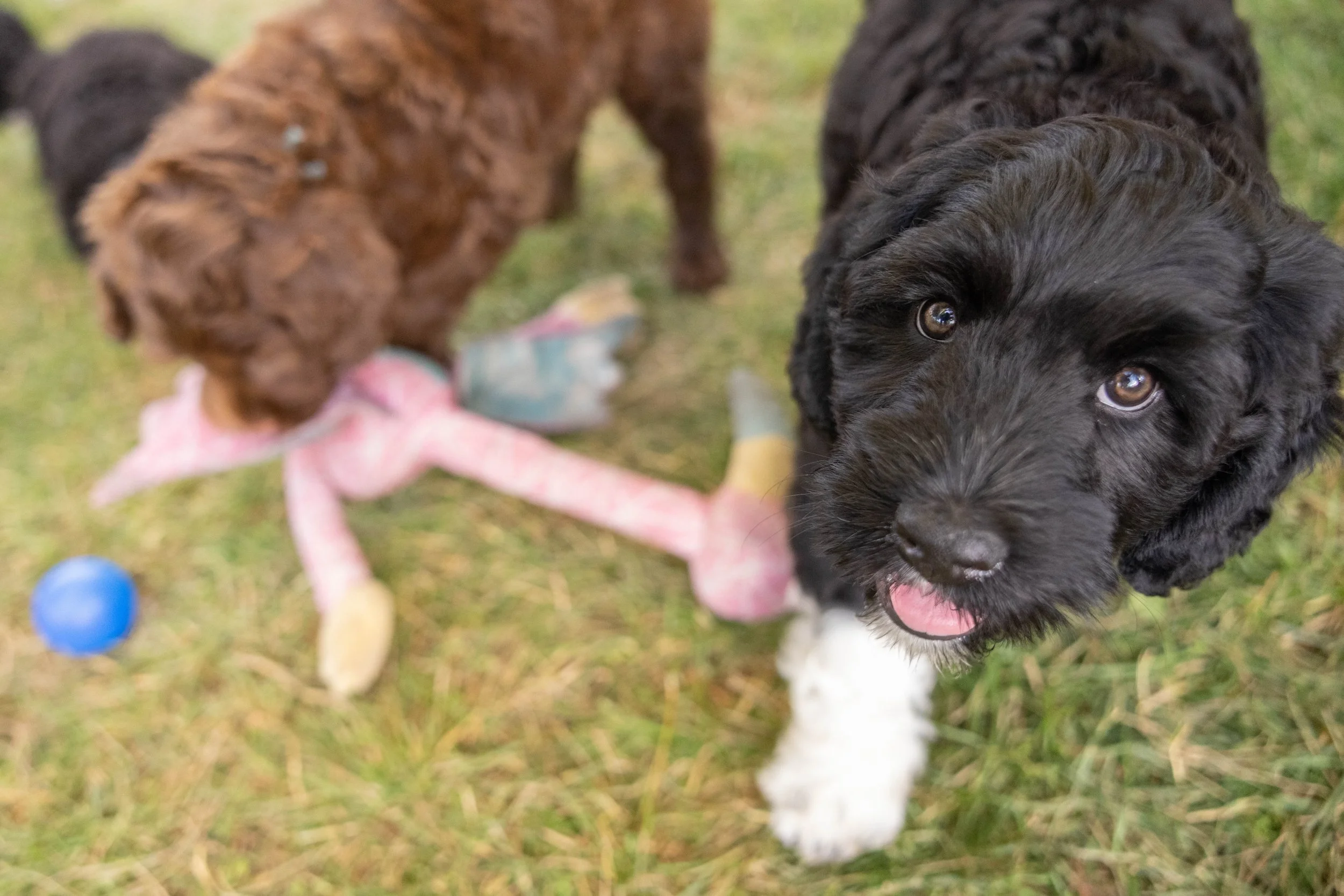 Puppies10Wks-158.jpg